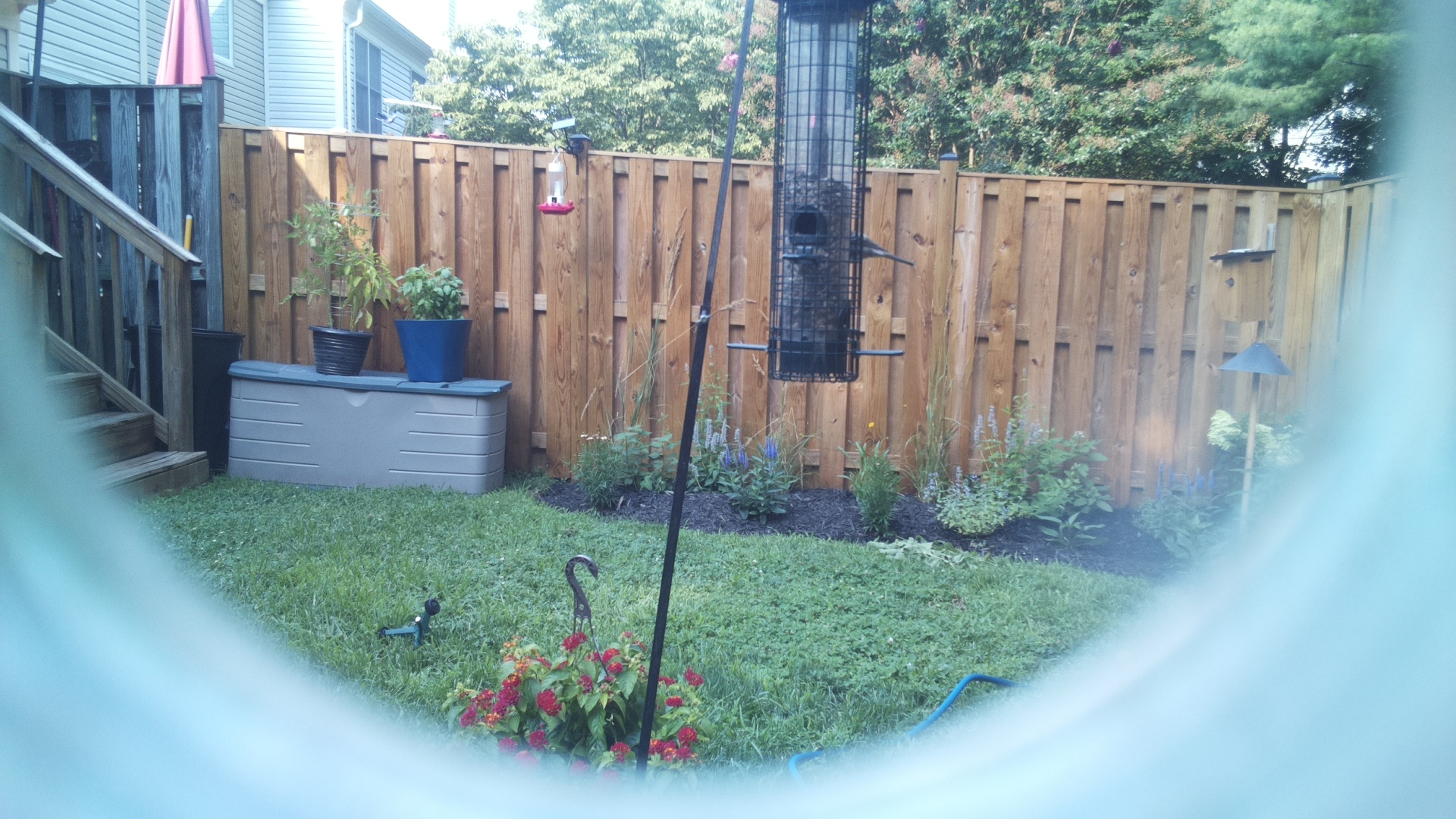 Likely Blackbird/Grackle