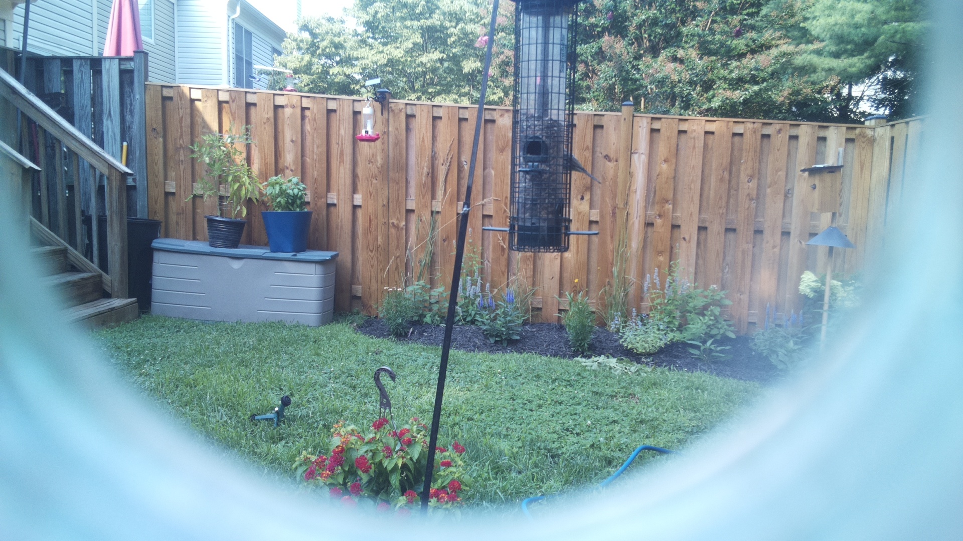 Likely Blackbird/Grackle