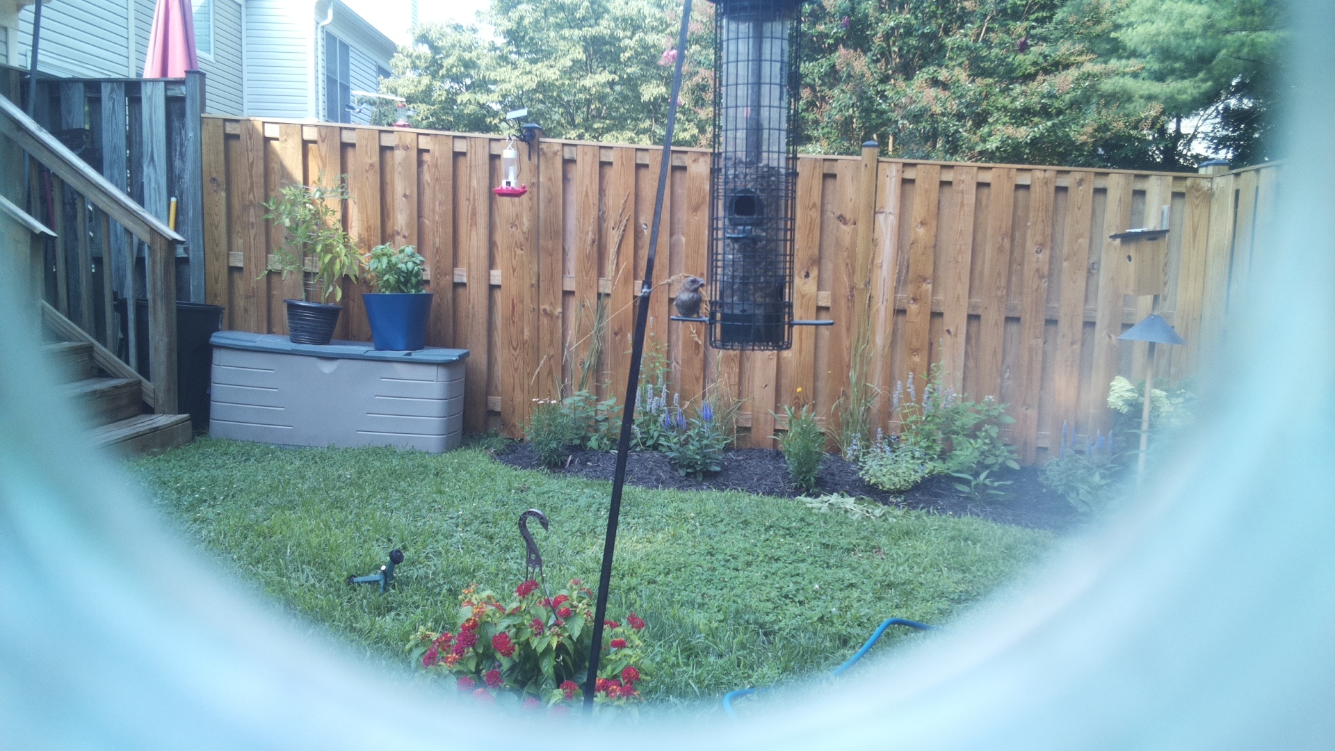 Likely Blackbird/Grackle