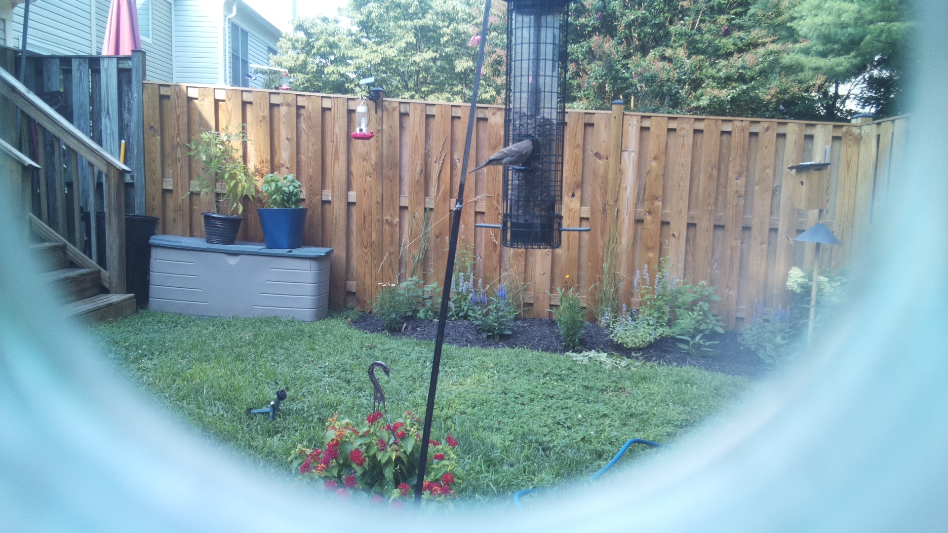 Likely Blackbird/Grackle
