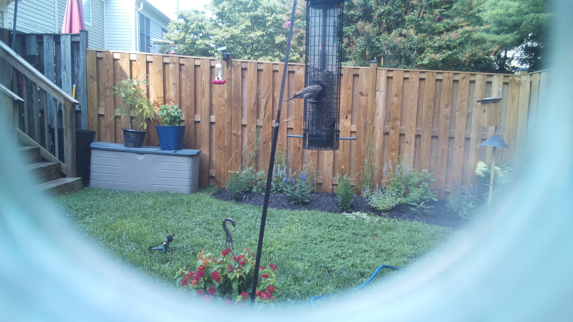 Likely Blackbird/Grackle