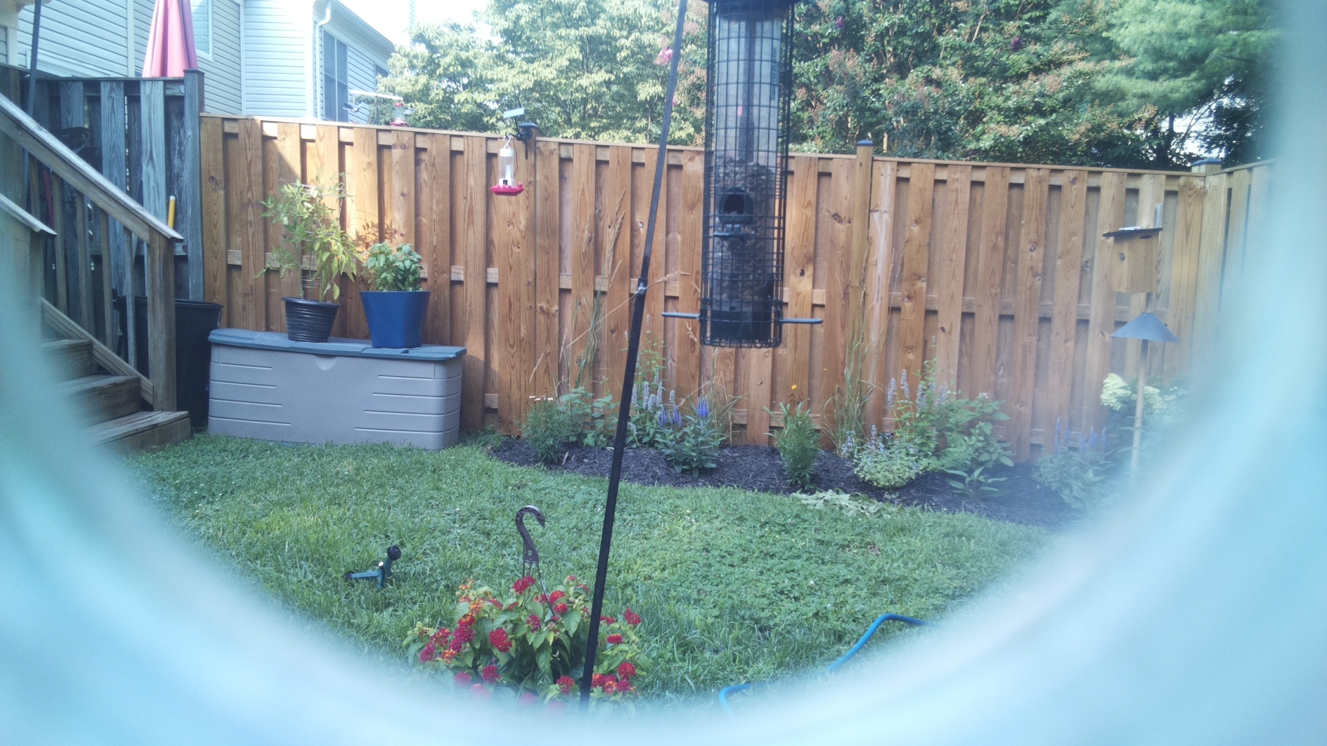 Common Grackle
