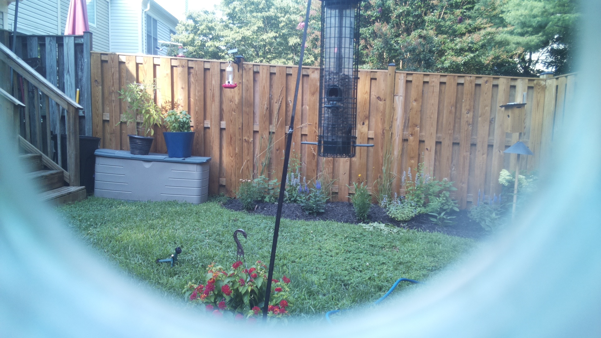 Likely Blackbird/Grackle