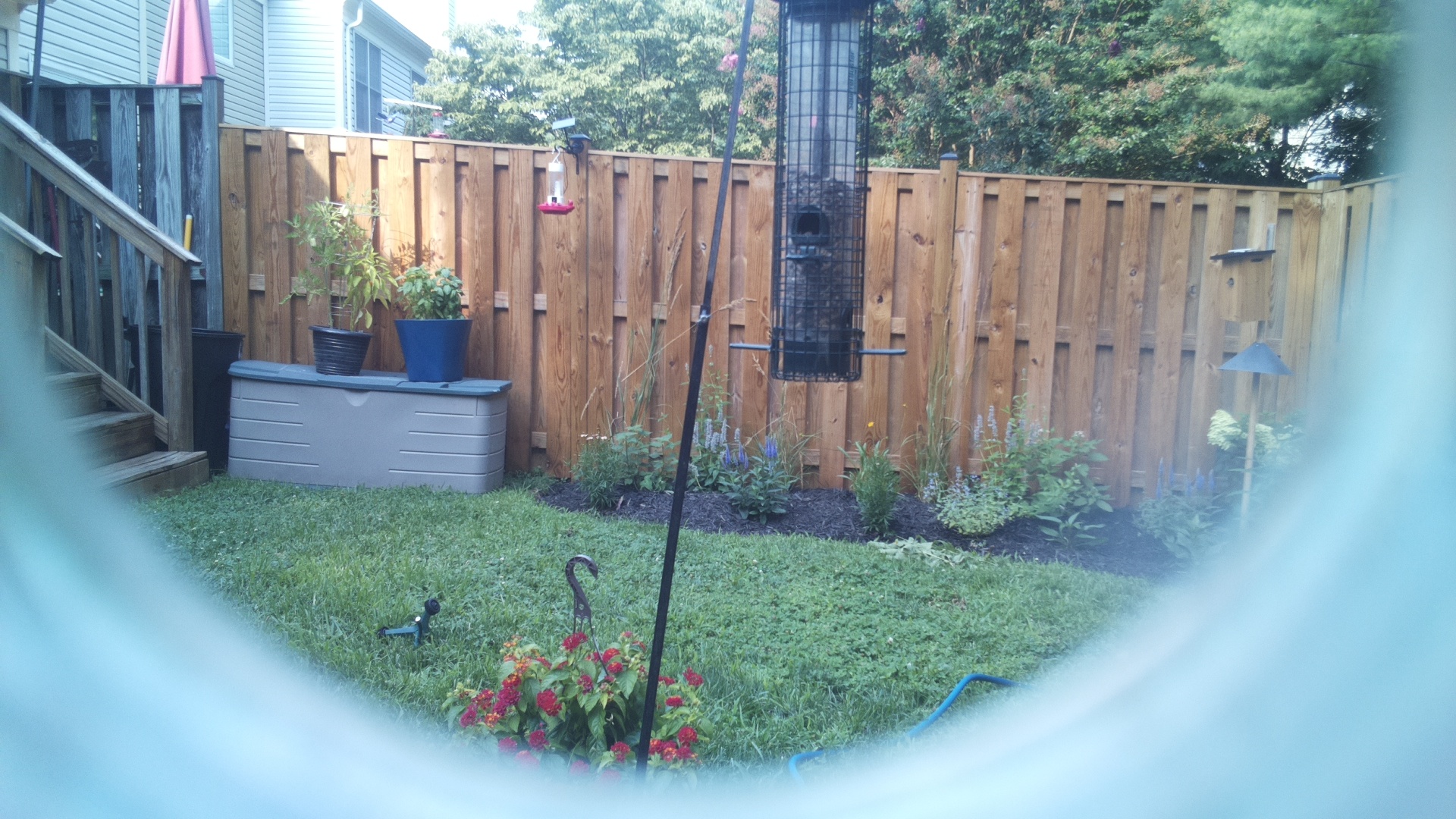 Common Grackle