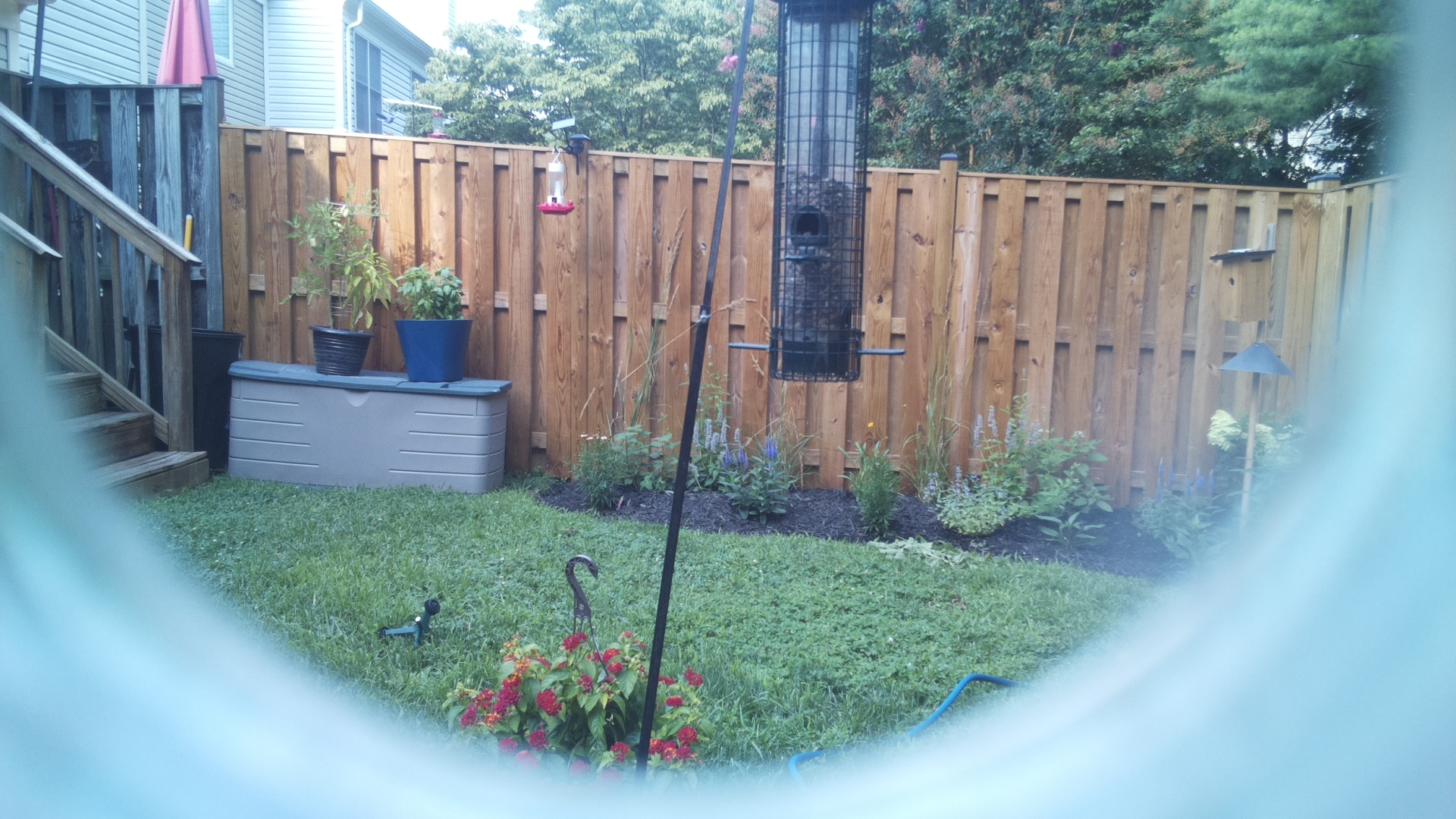 Likely Blackbird/Grackle