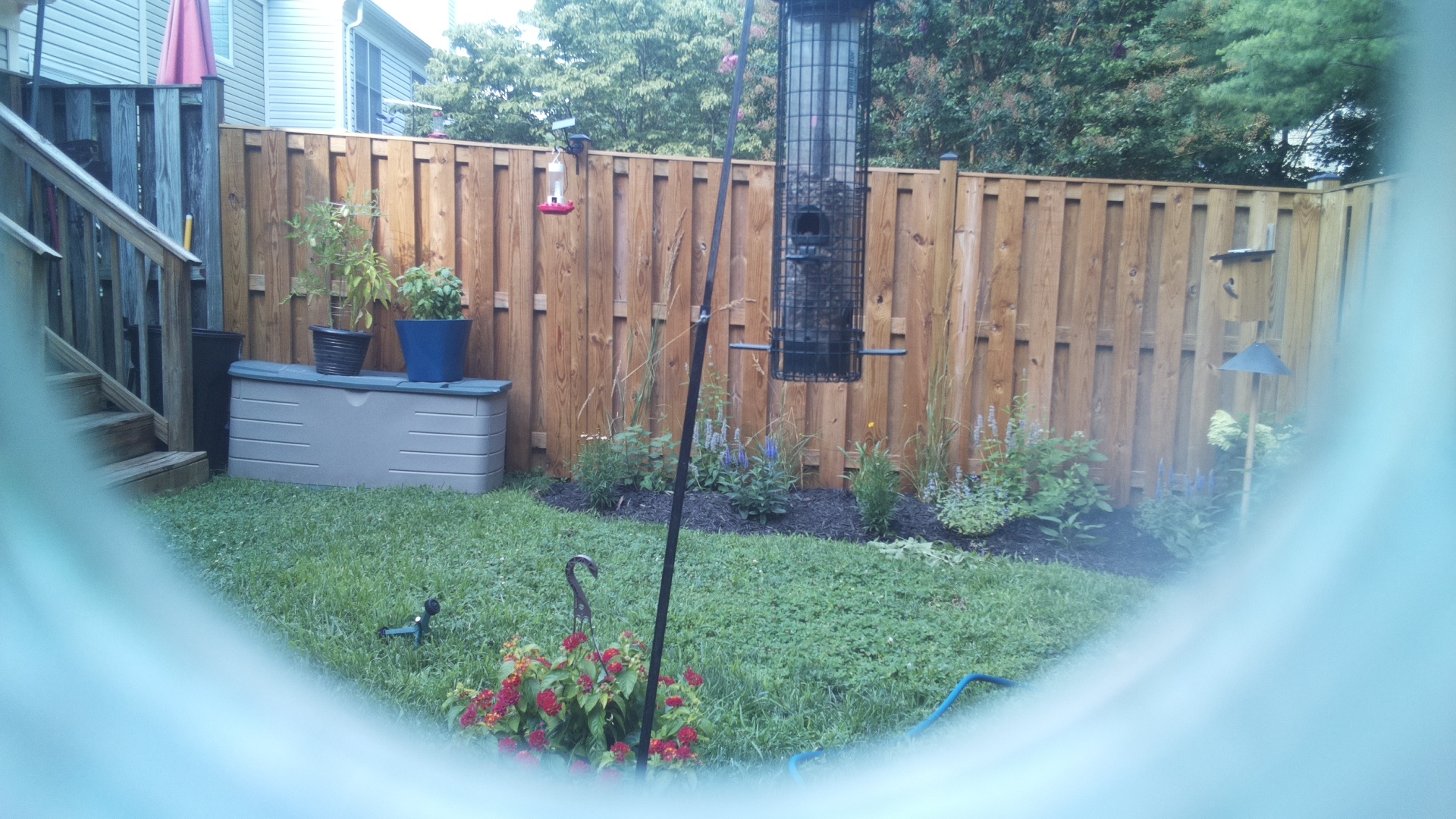 Common Grackle
