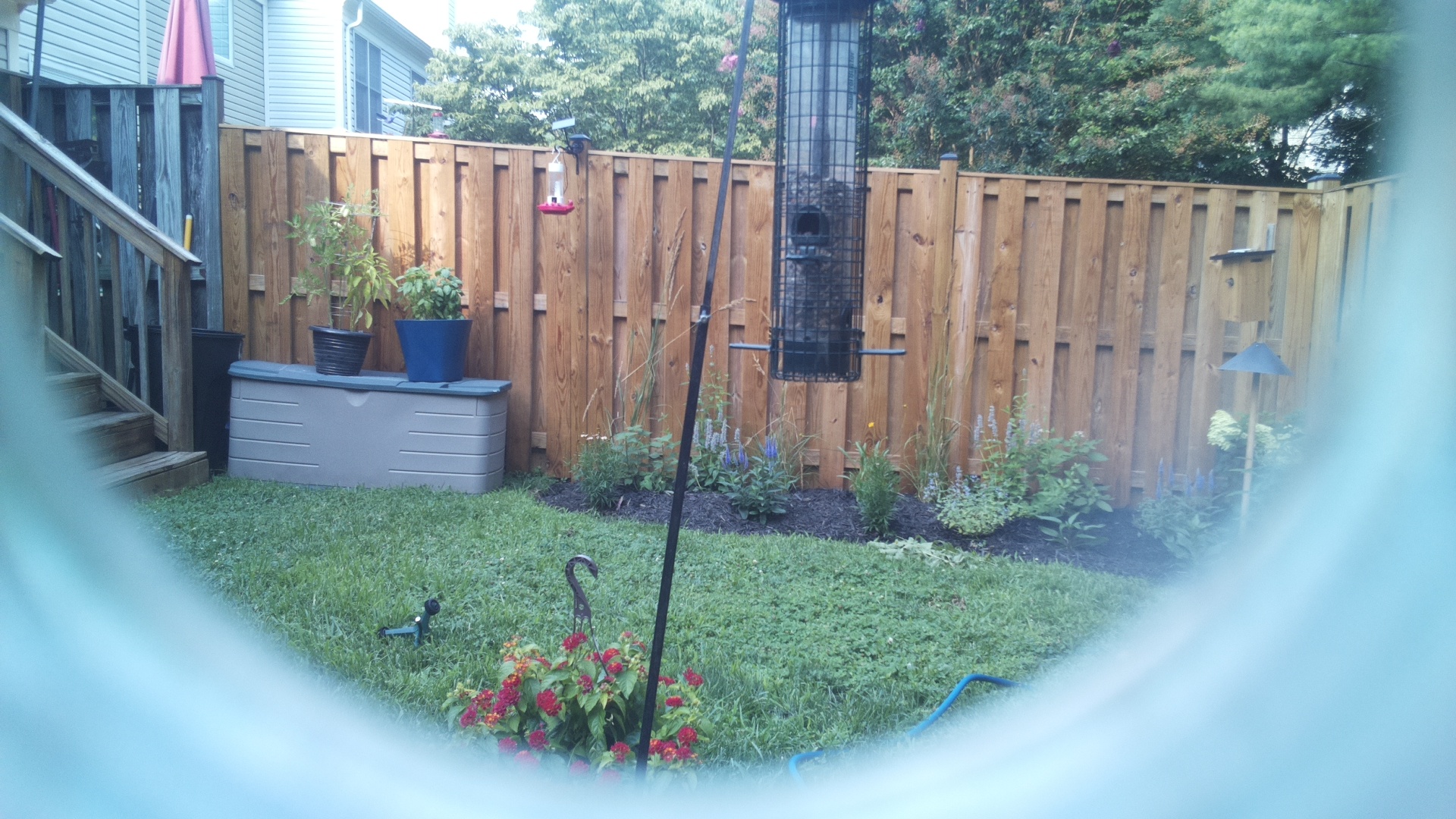 Common Grackle