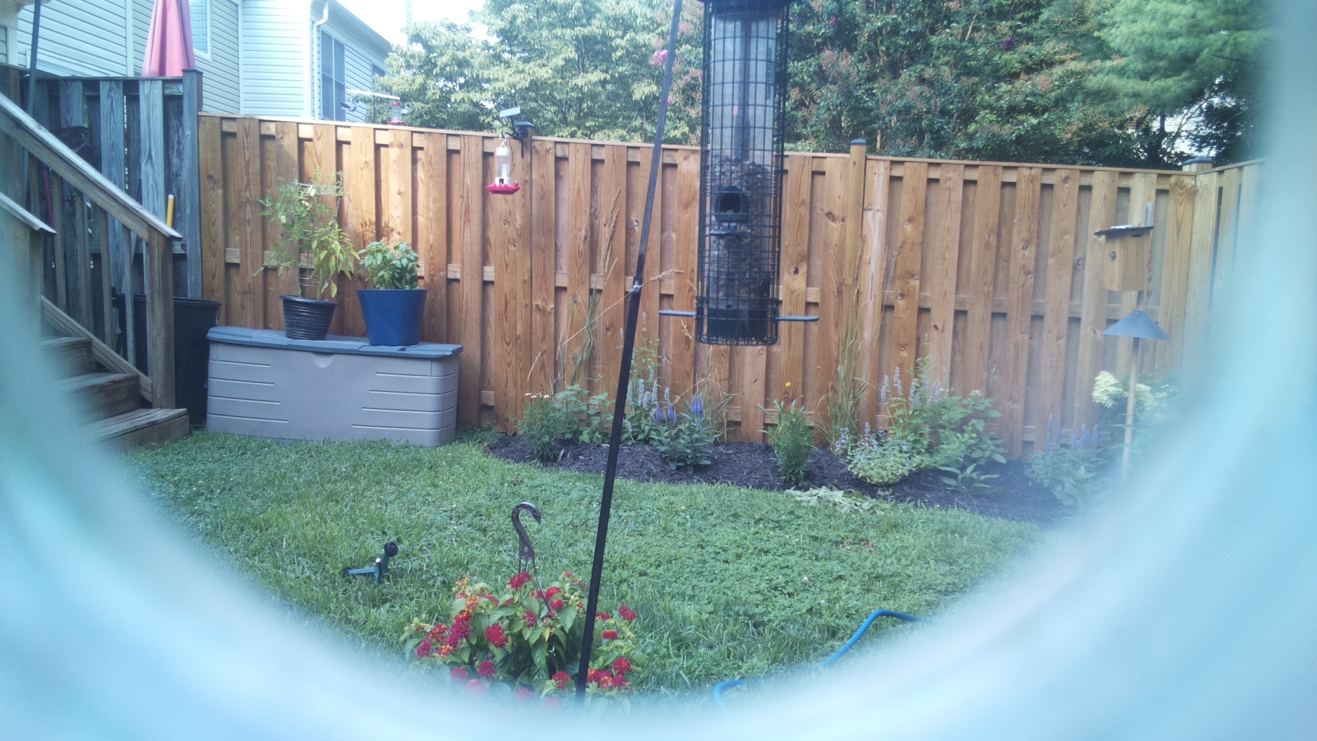 Common Grackle