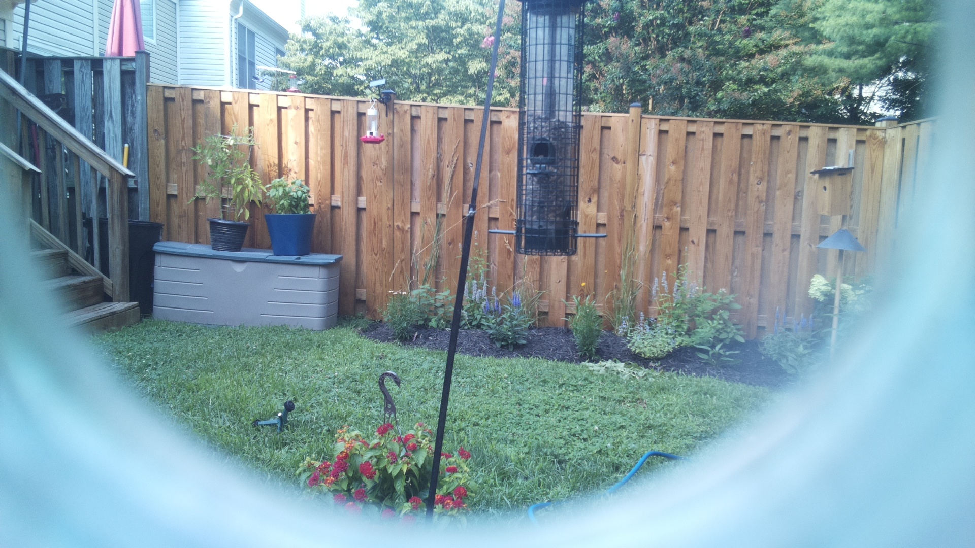 Common Grackle