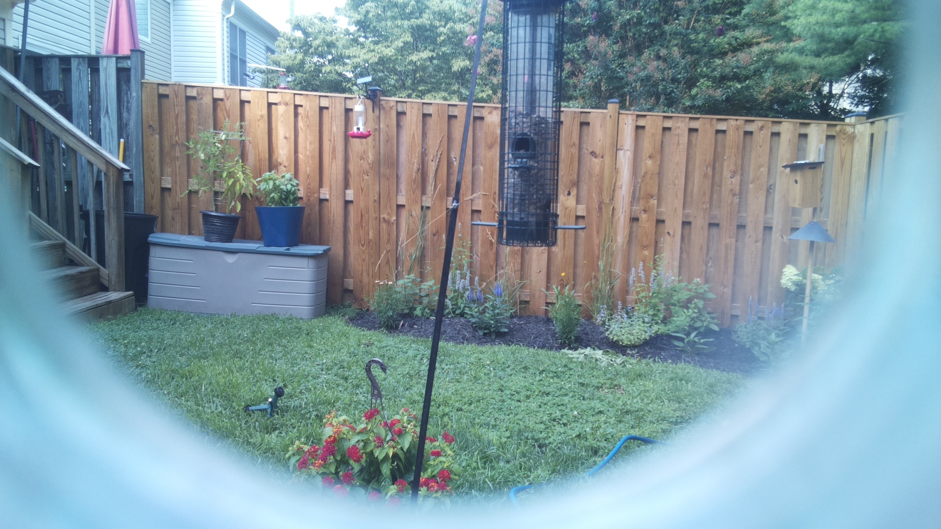 Likely Blackbird/Grackle