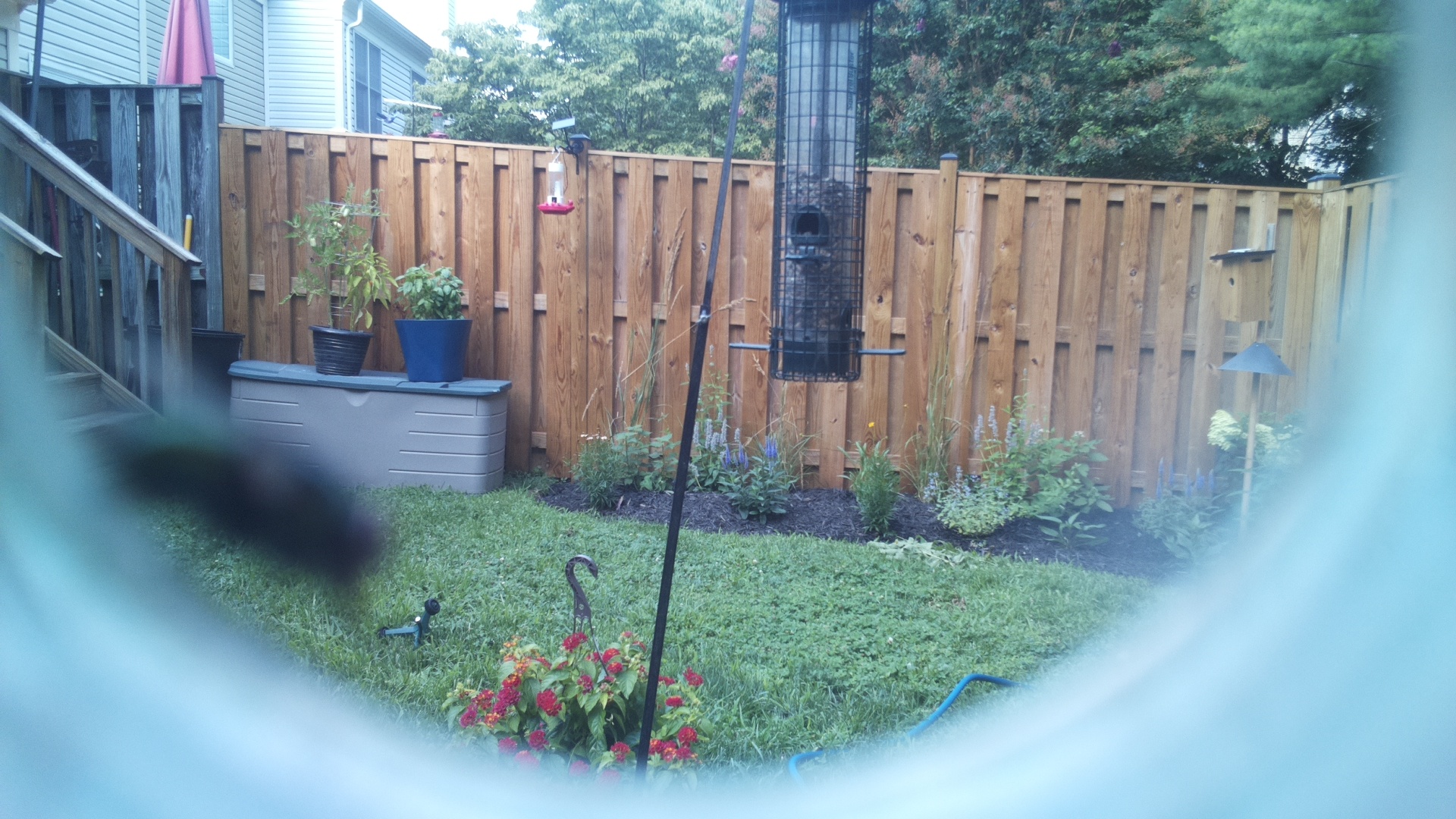 Likely Blackbird/Grackle
