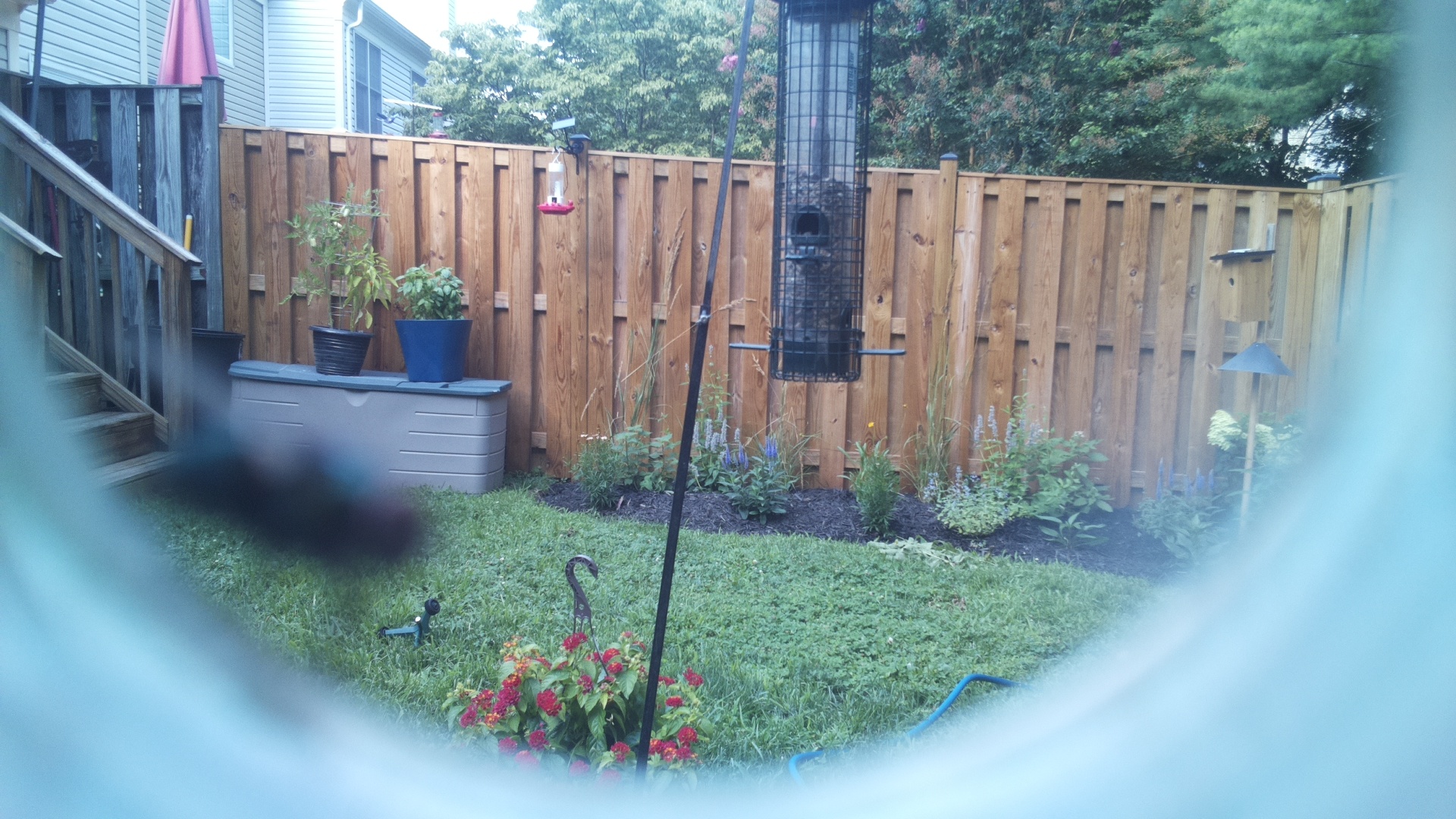 Common Grackle