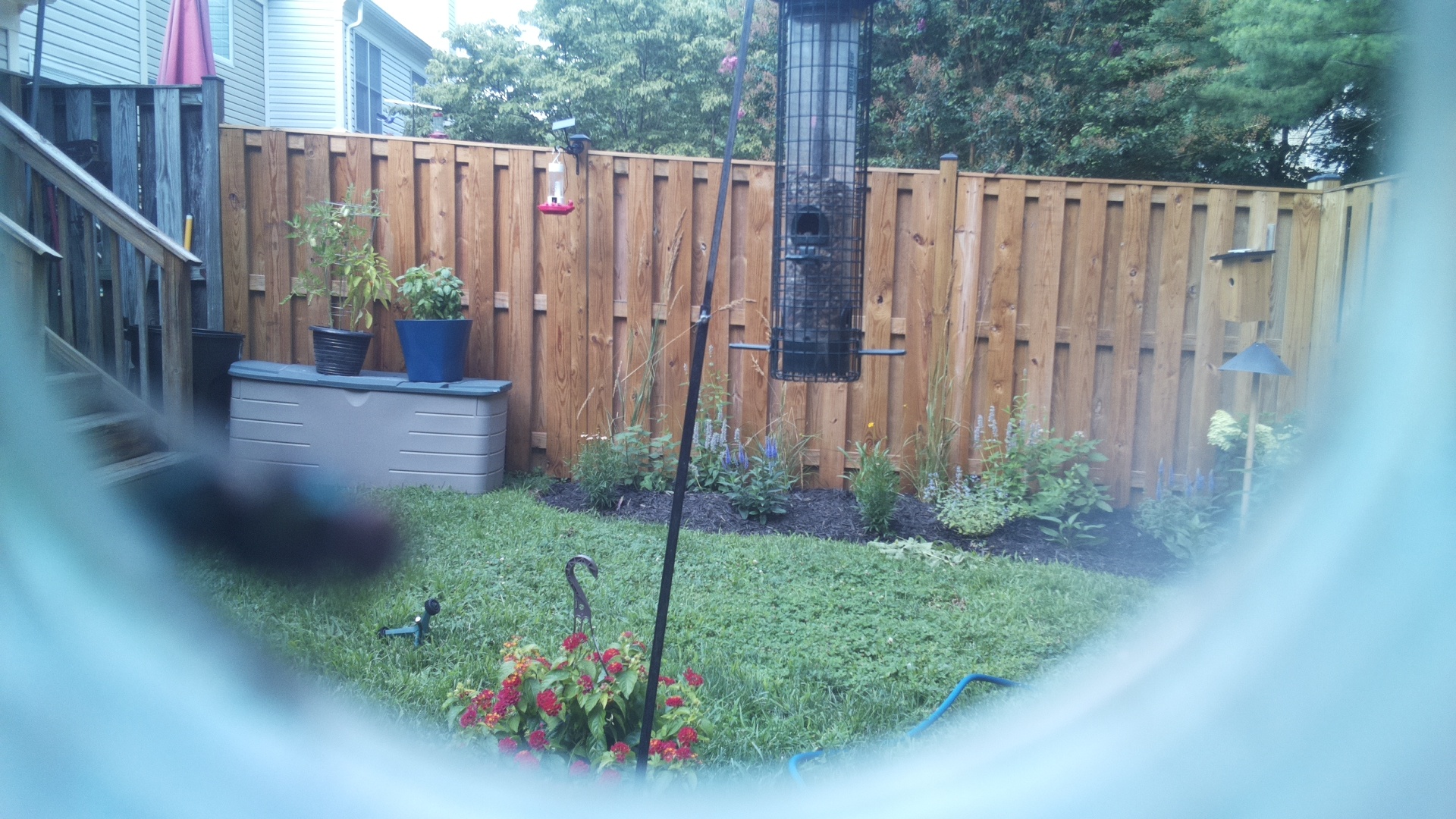 Common Grackle