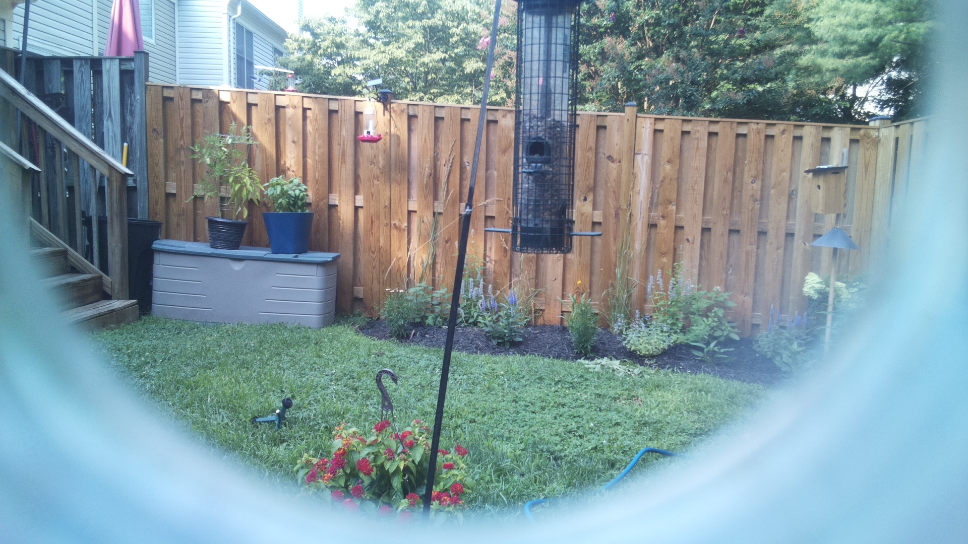 Likely Blackbird/Grackle