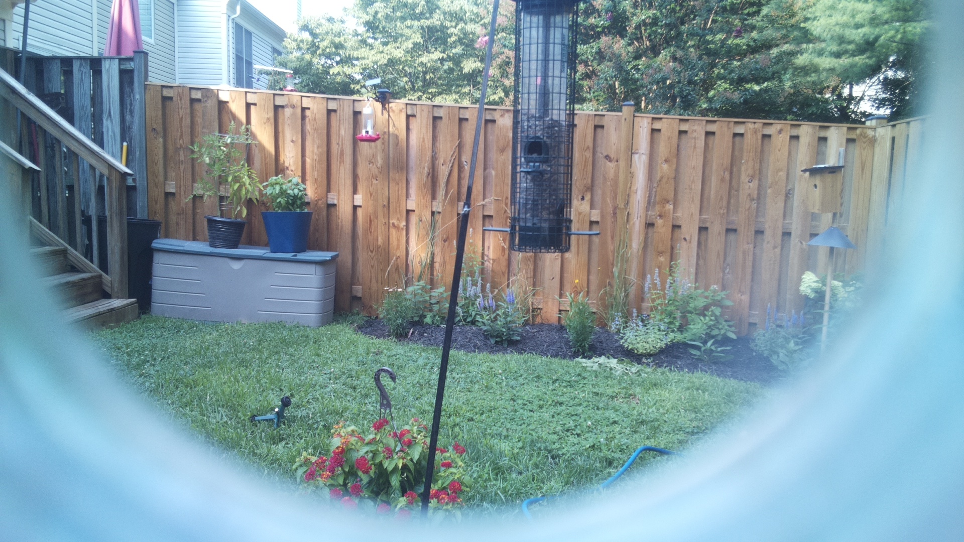 Likely Blackbird/Grackle