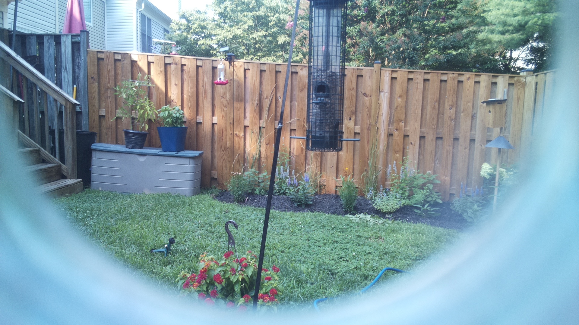 Common Grackle