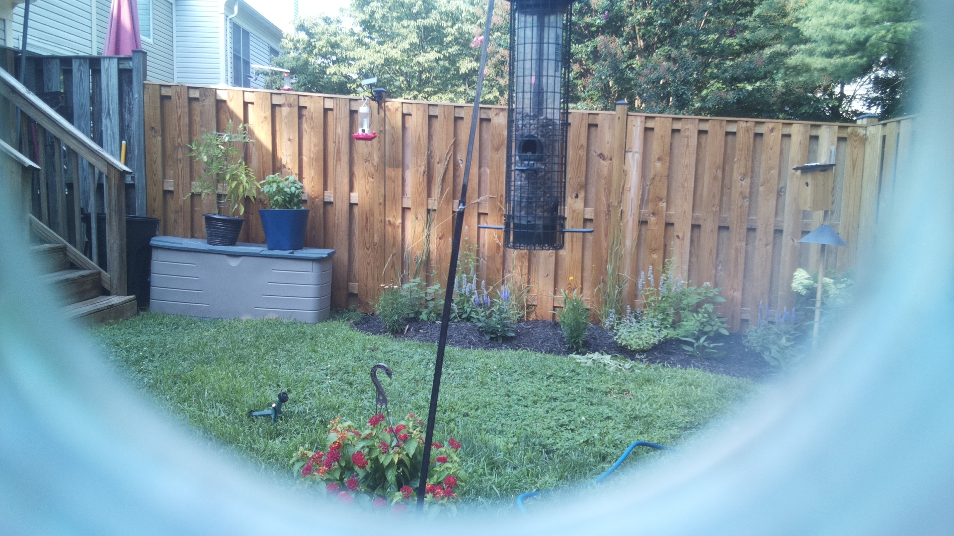 Likely Blackbird/Grackle