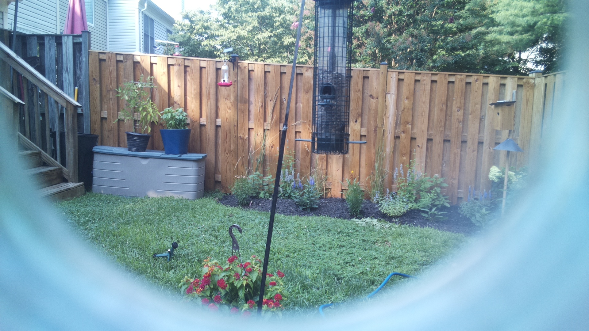 Likely Blackbird/Grackle