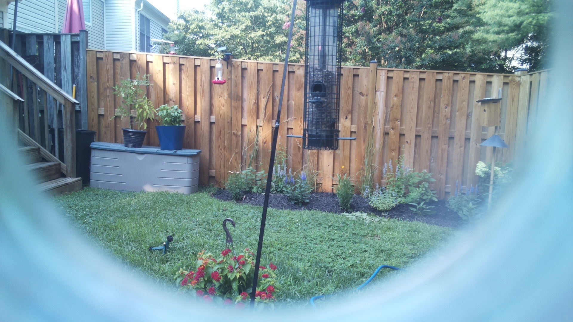 Likely Blackbird/Grackle