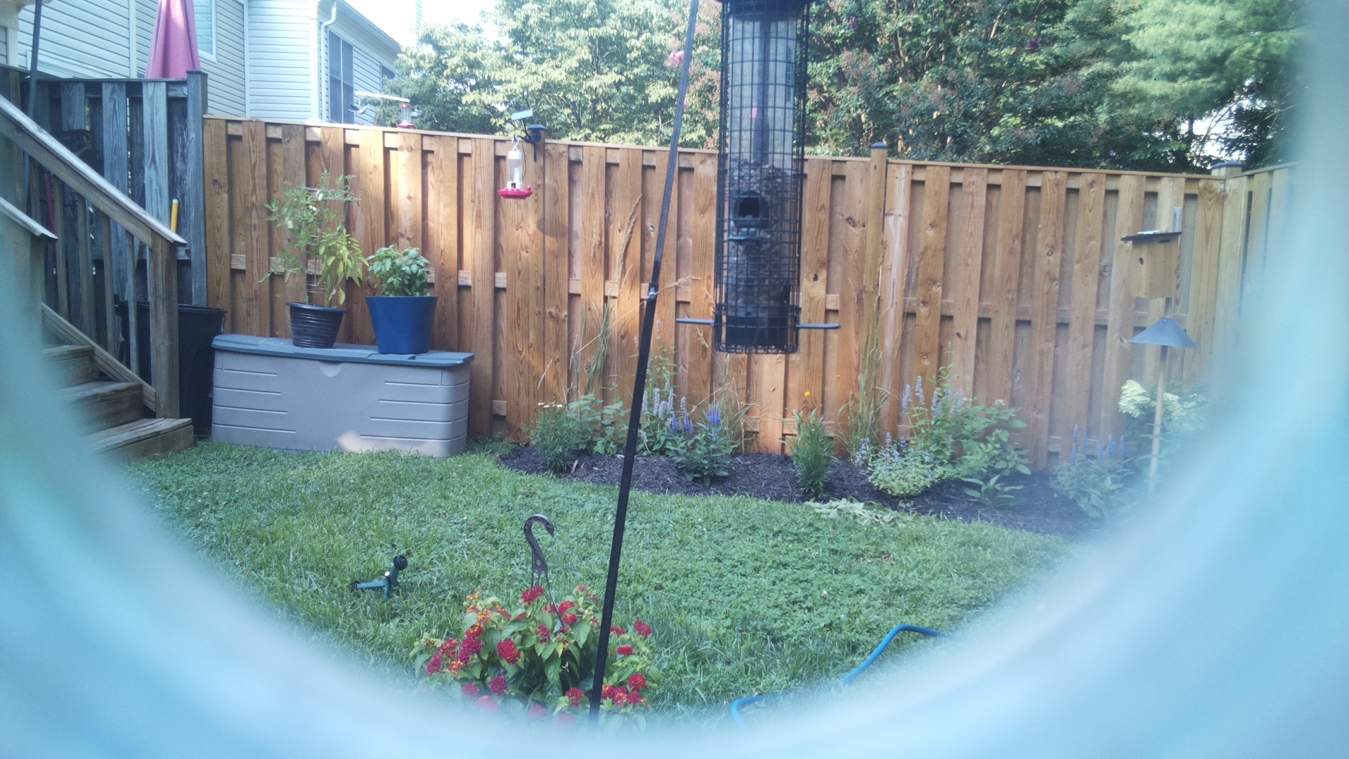 Likely Blackbird/Grackle