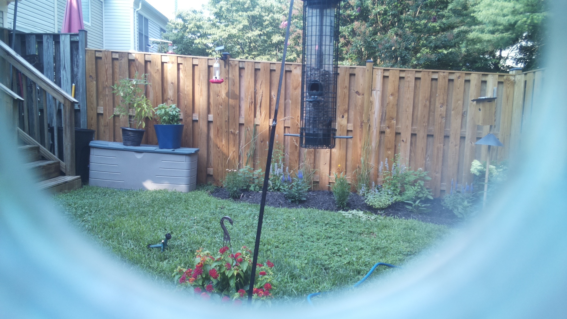 Likely Blackbird/Grackle