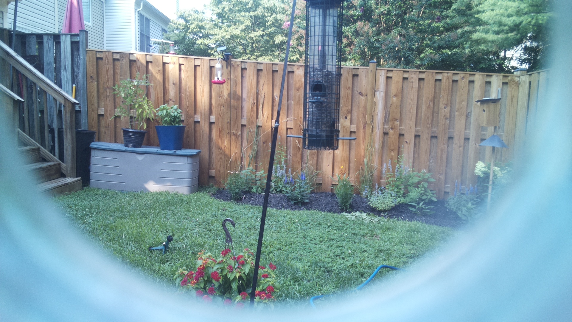 Likely Blackbird/Grackle