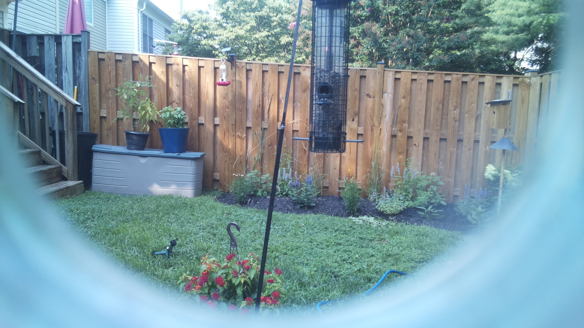 Likely Blackbird/Grackle