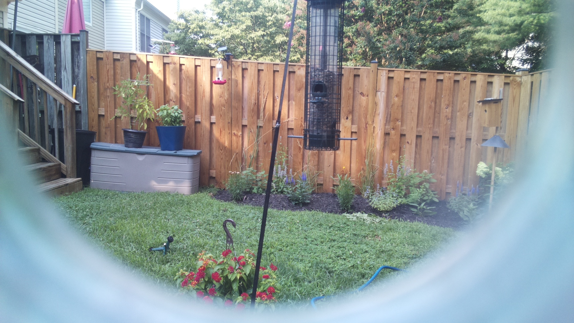 Likely Blackbird/Grackle