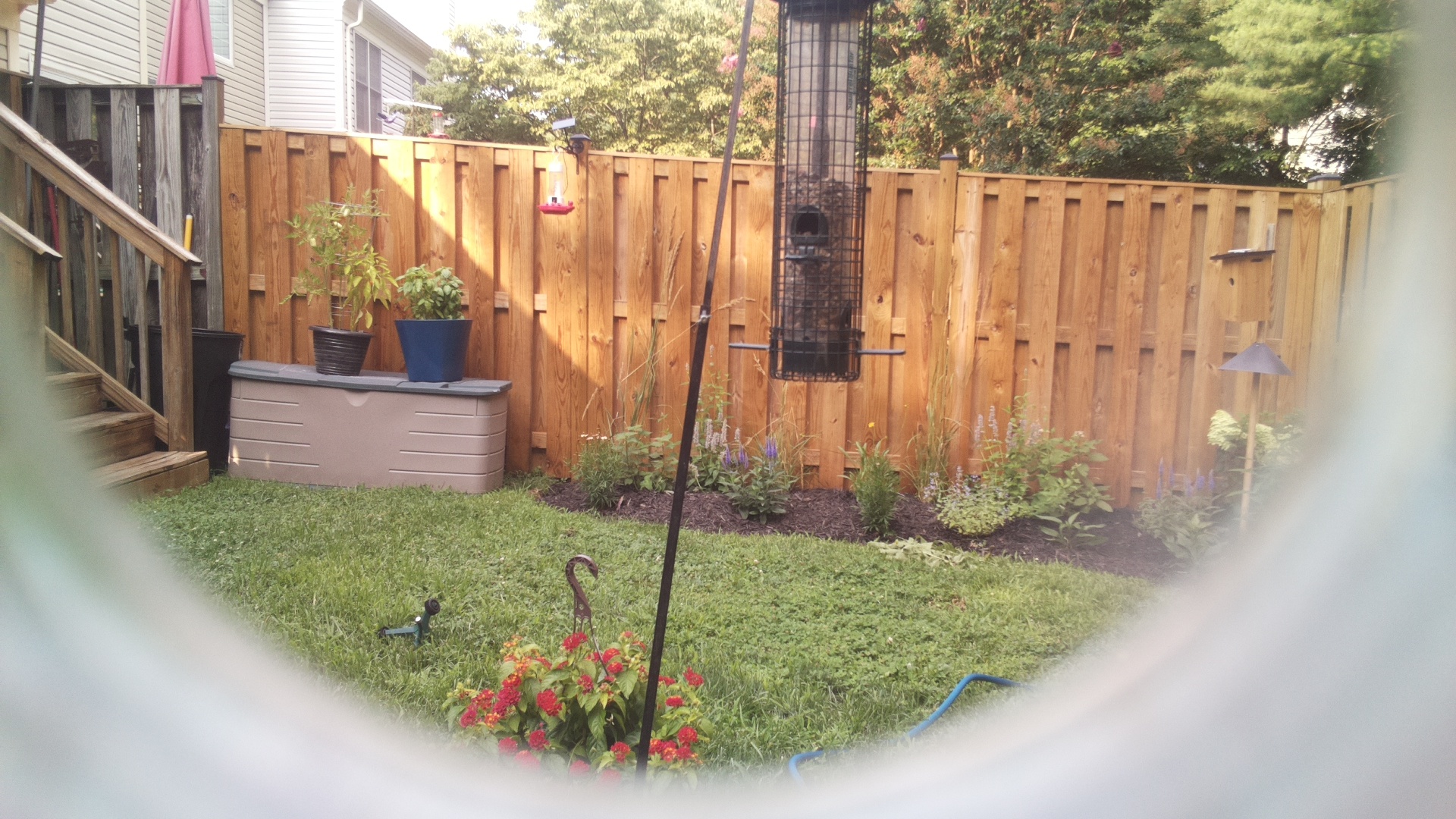 Likely Blackbird/Grackle