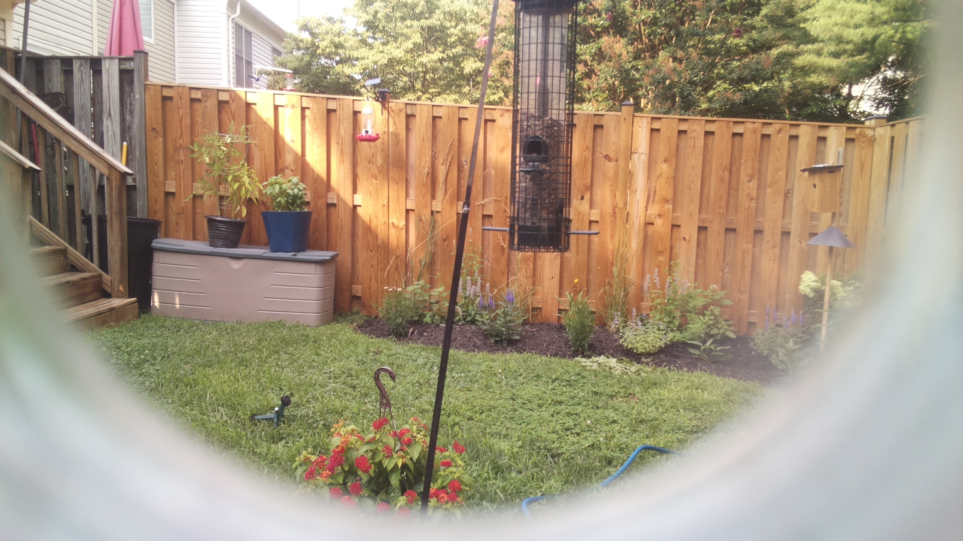 Likely Blackbird/Grackle