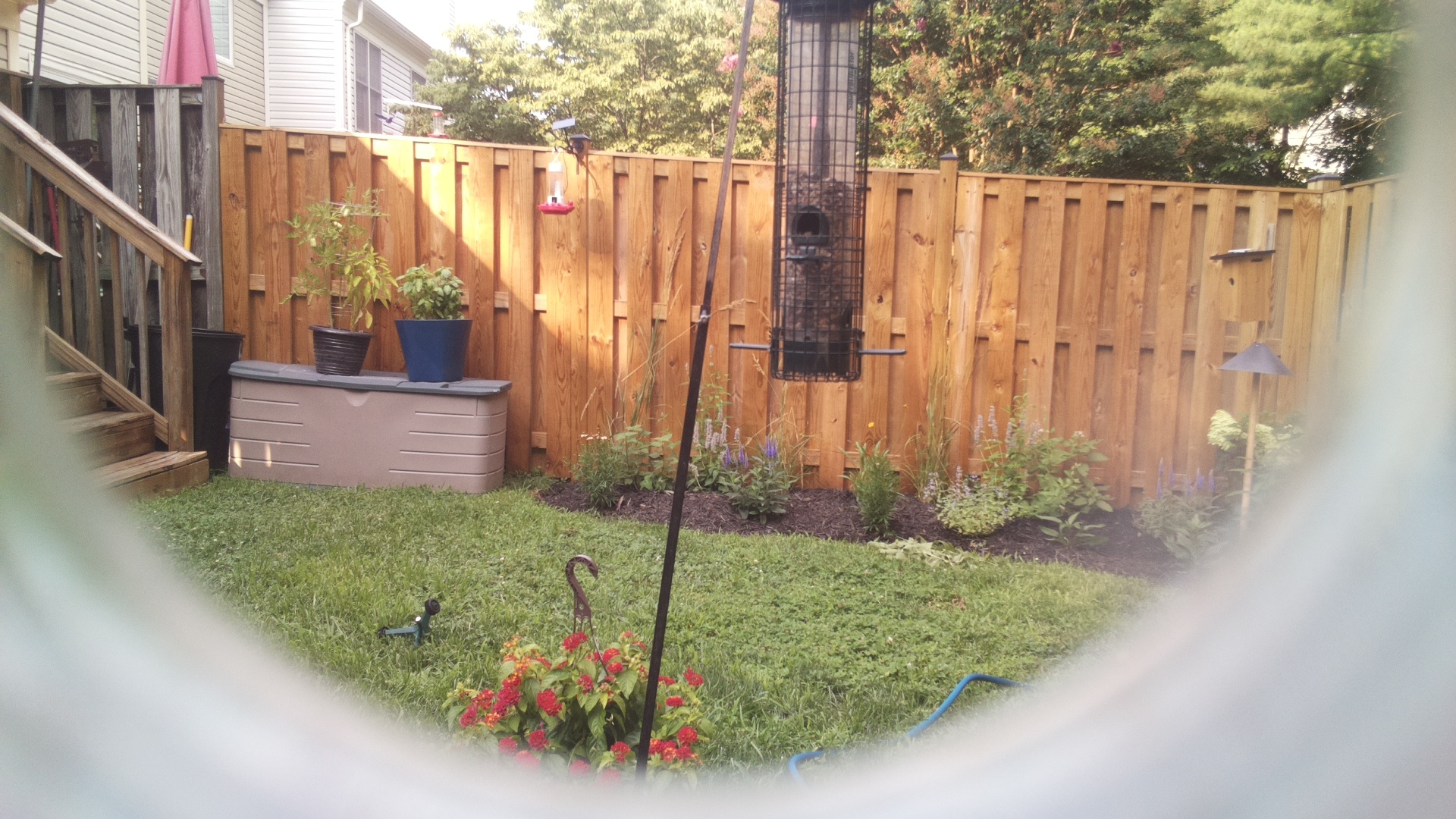 Likely Blackbird/Grackle