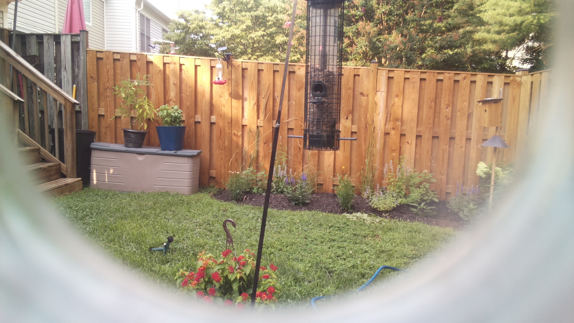 Common Grackle