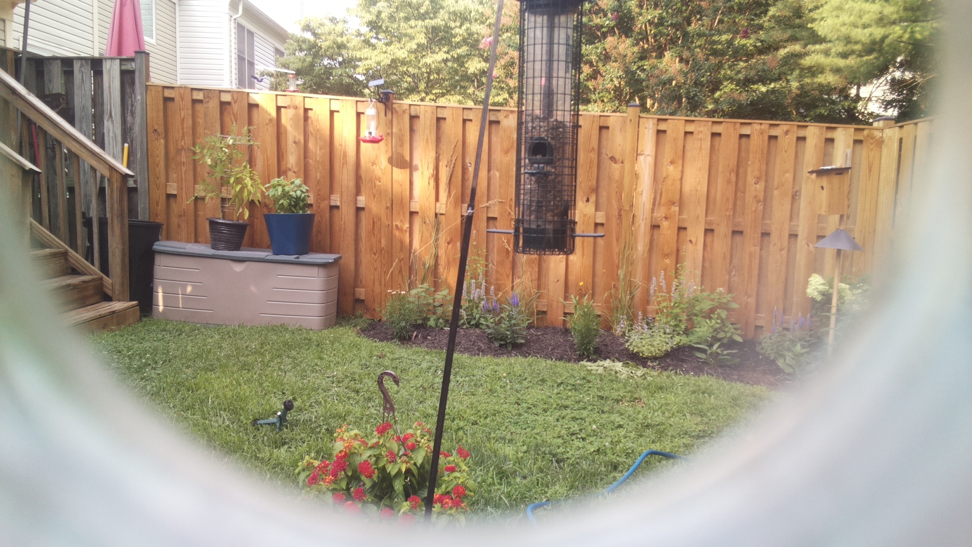 Likely Blackbird/Grackle