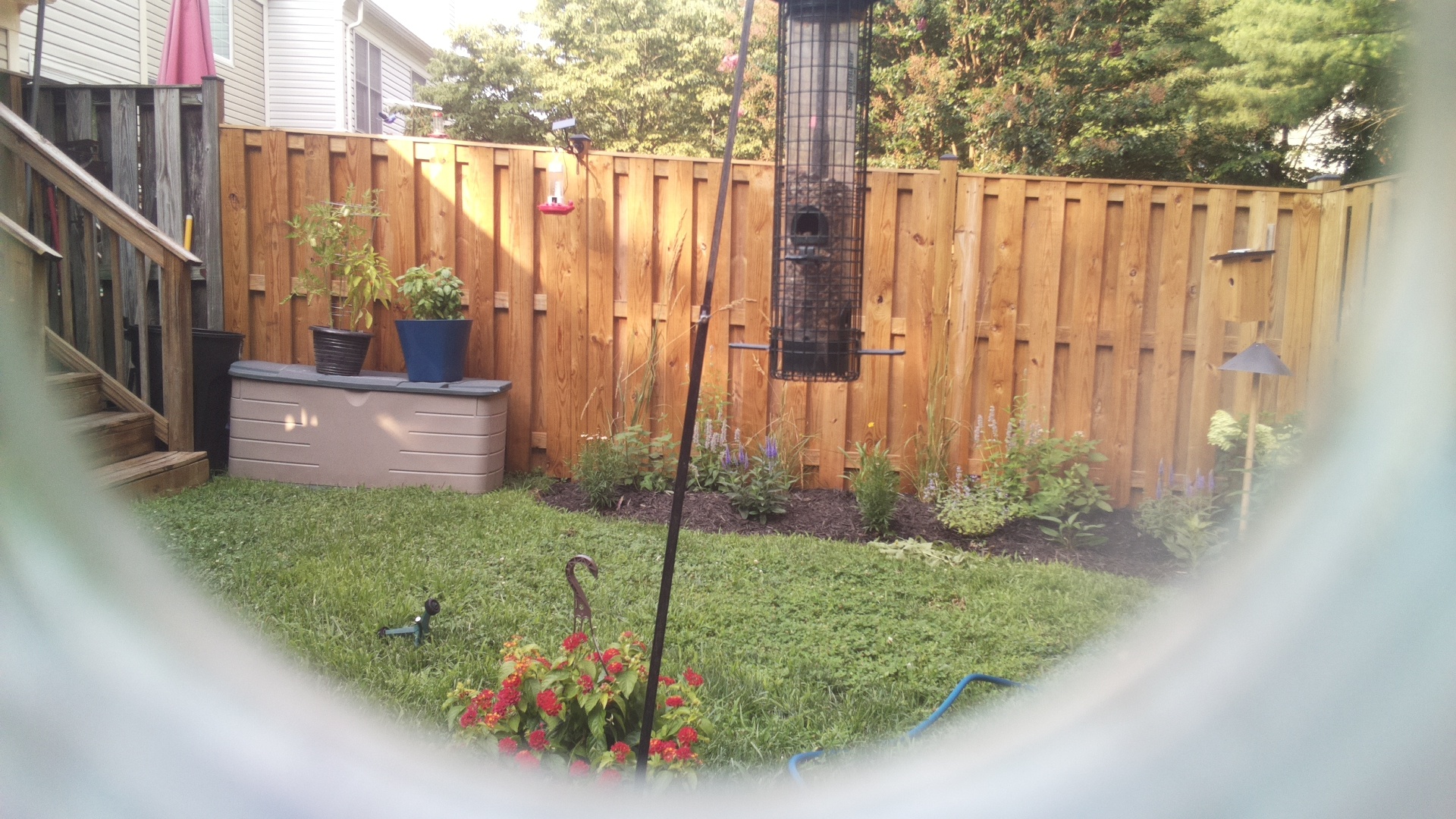 Likely Blackbird/Grackle