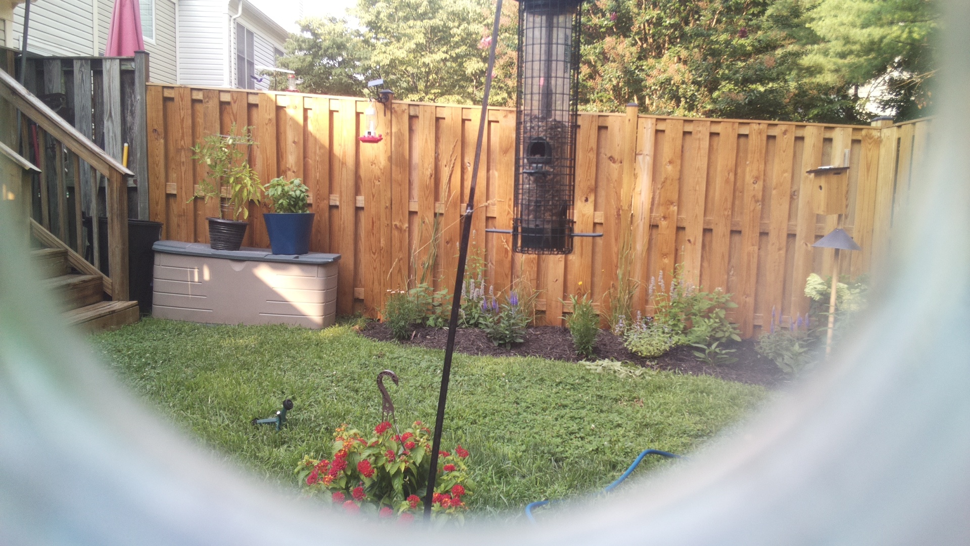 Likely Blackbird/Grackle