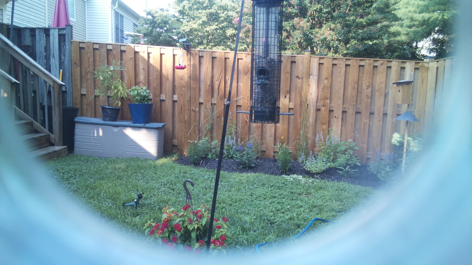 Likely Blackbird/Grackle