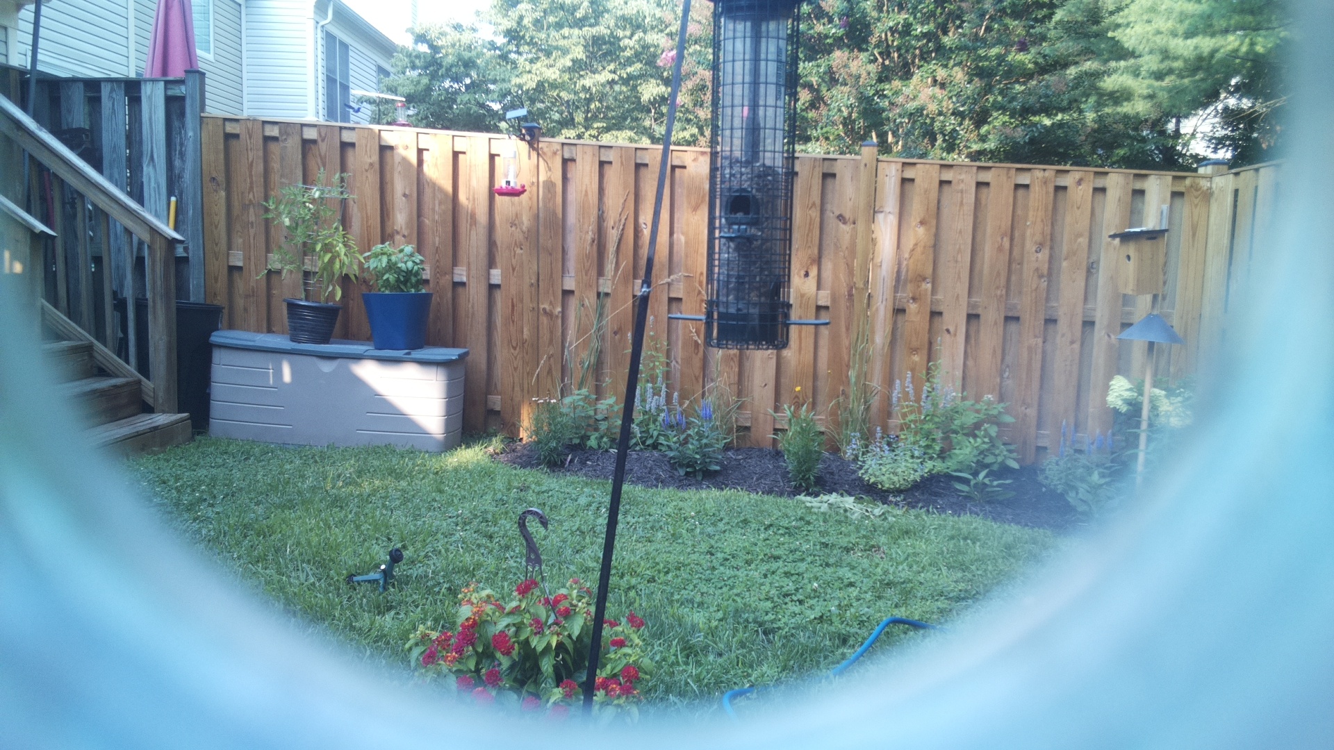 Likely Blackbird/Grackle