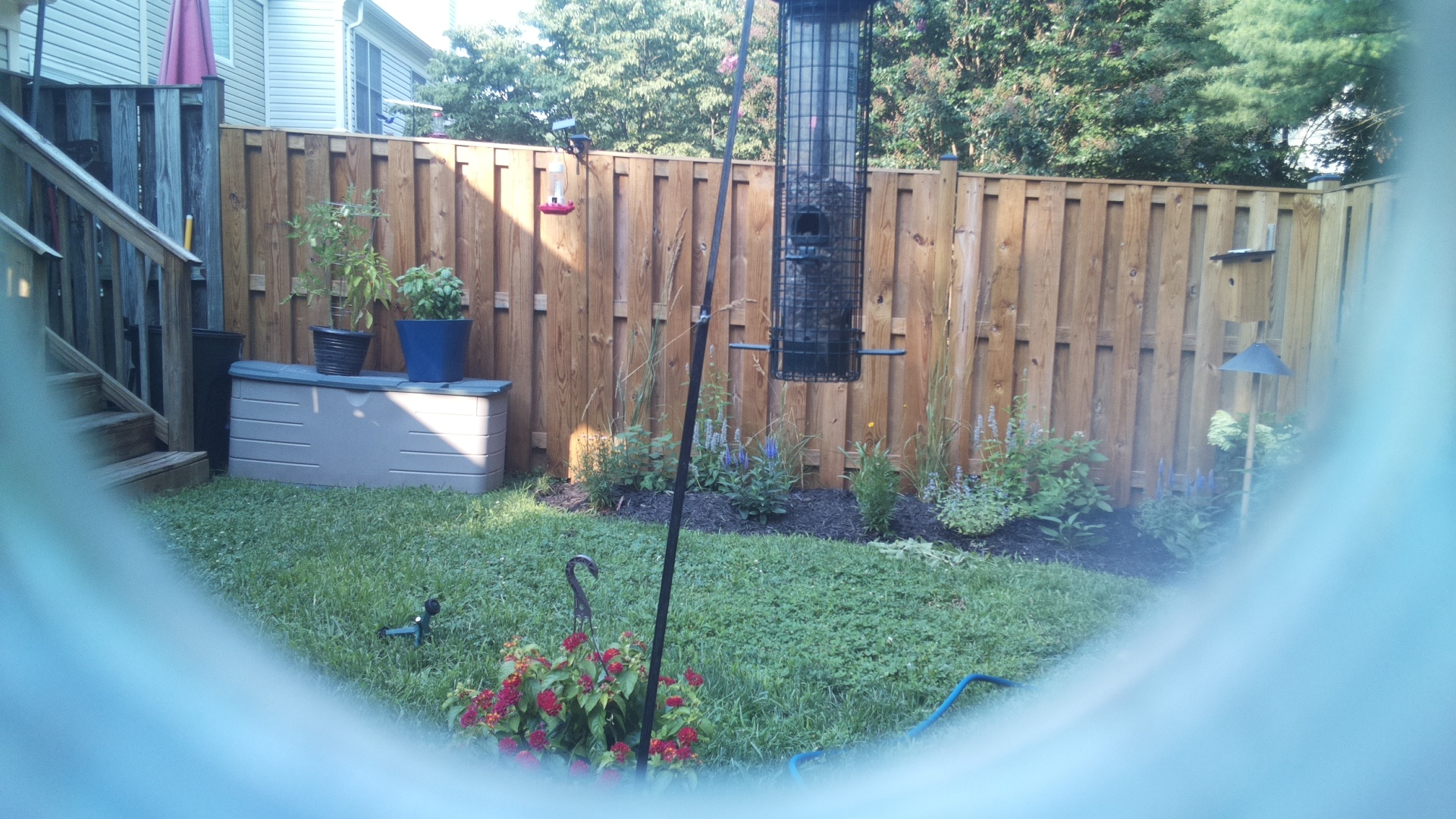 Likely Blackbird/Grackle