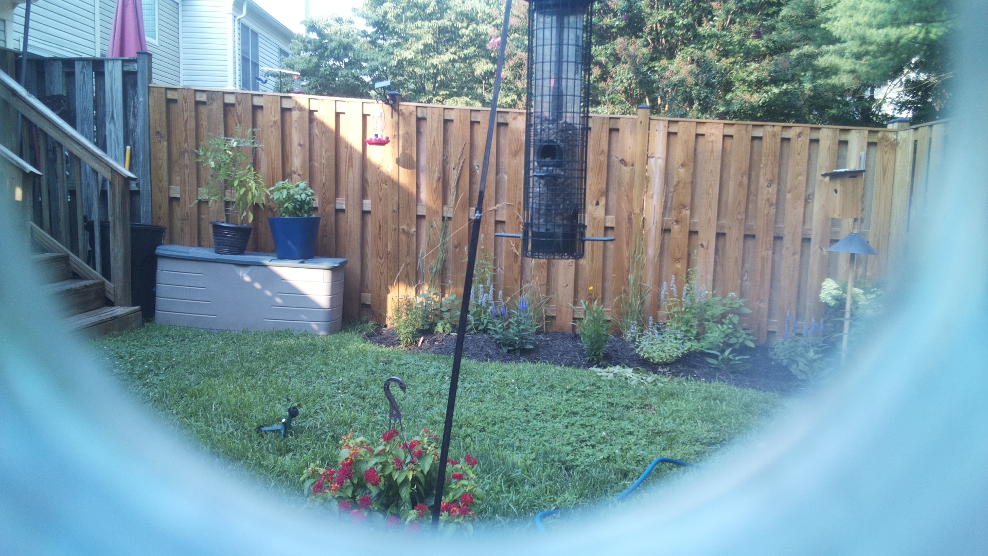 Likely Blackbird/Grackle