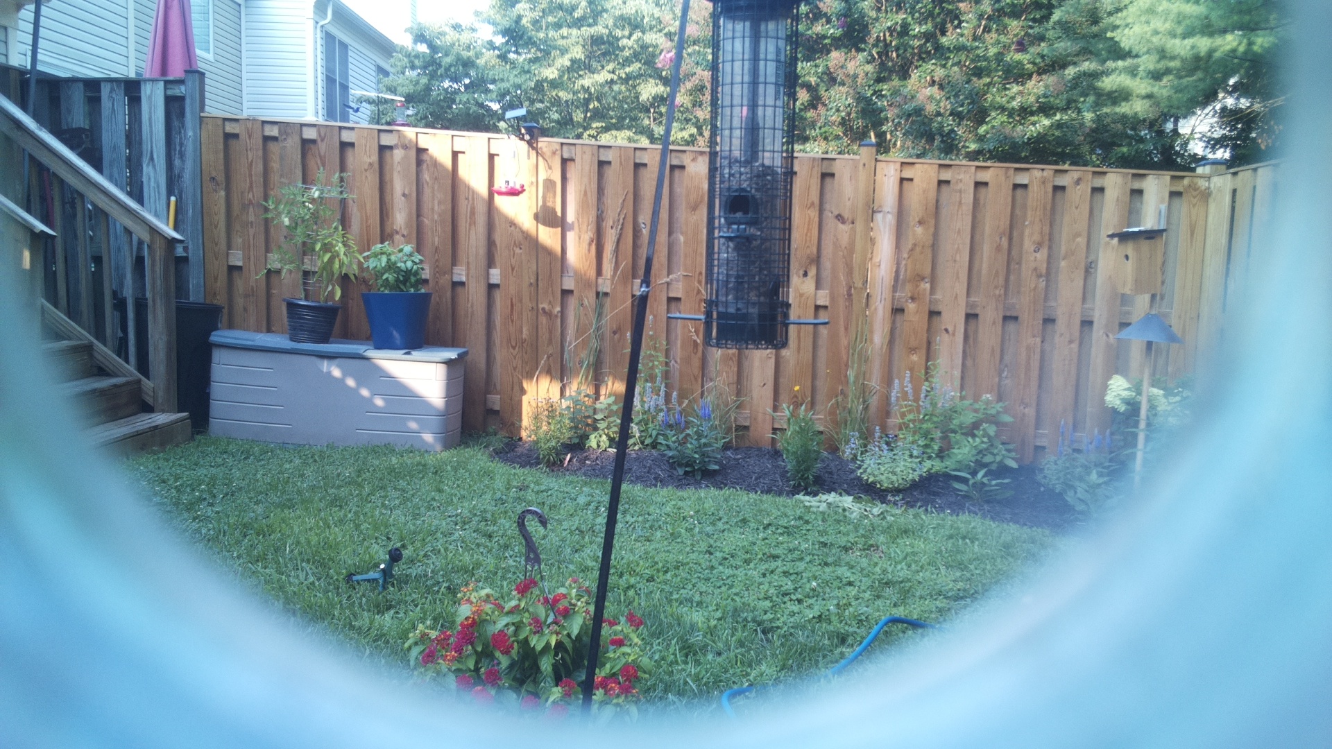 Likely Blackbird/Grackle