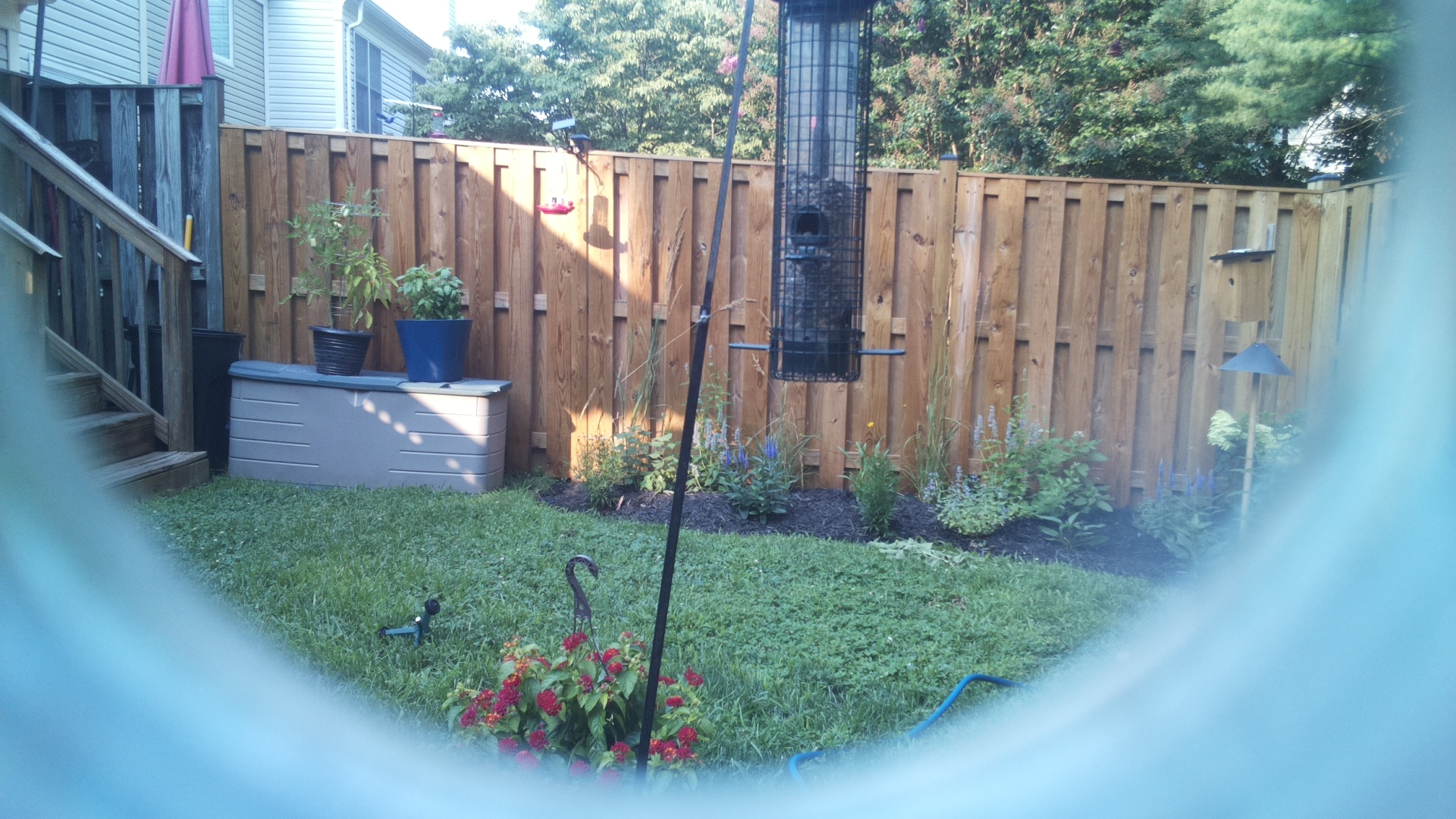 Likely Blackbird/Grackle
