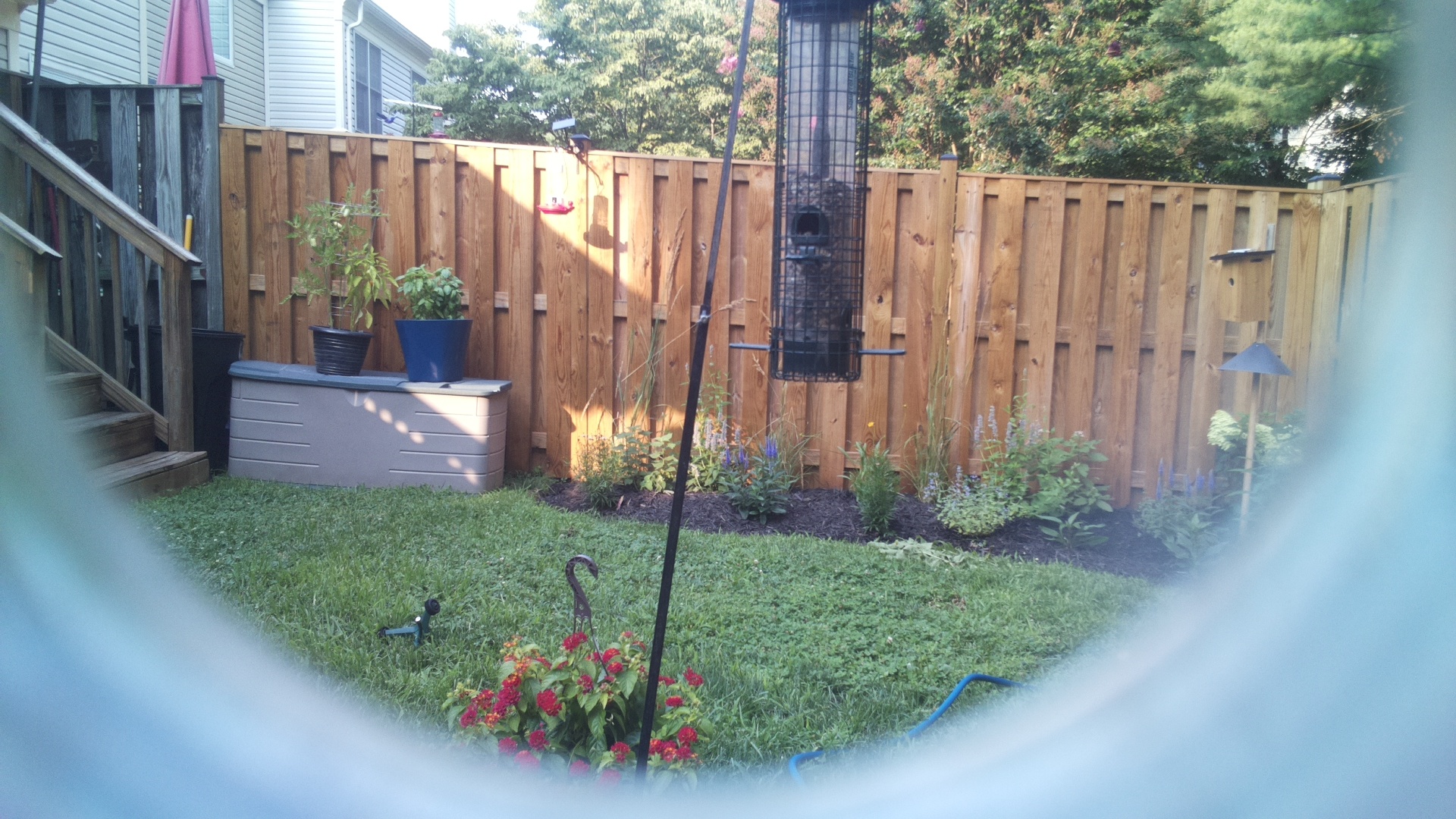 Likely Blackbird/Grackle