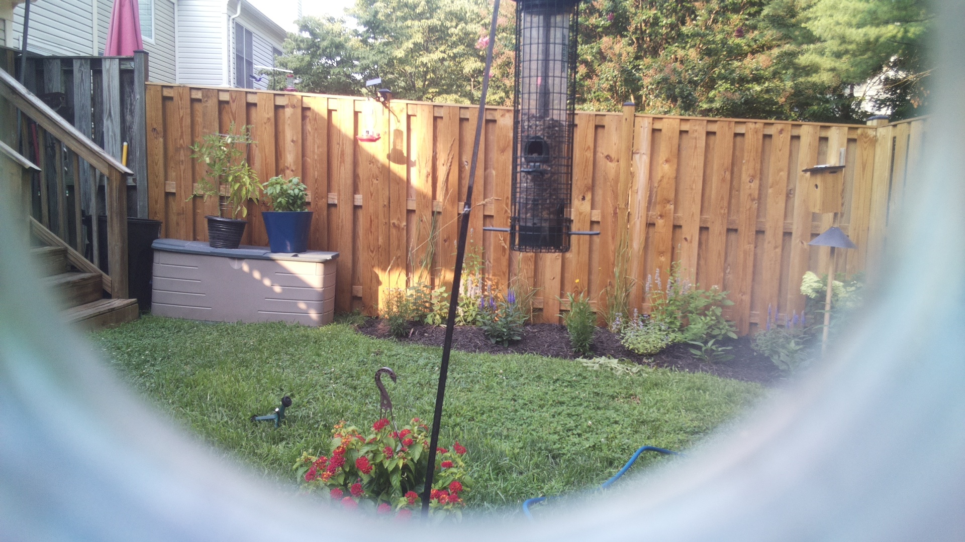 Likely Blackbird/Grackle