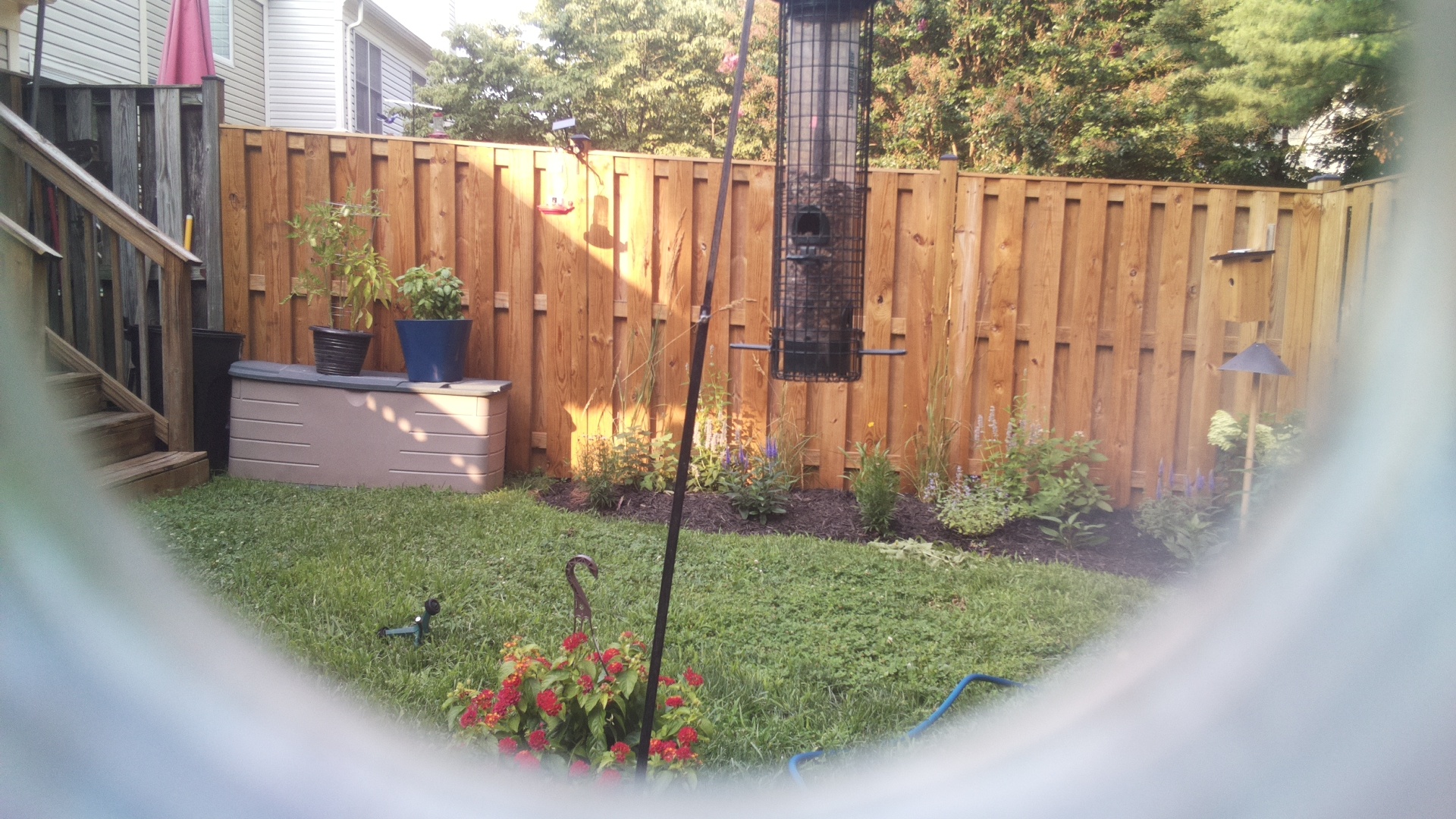 Likely Blackbird/Grackle