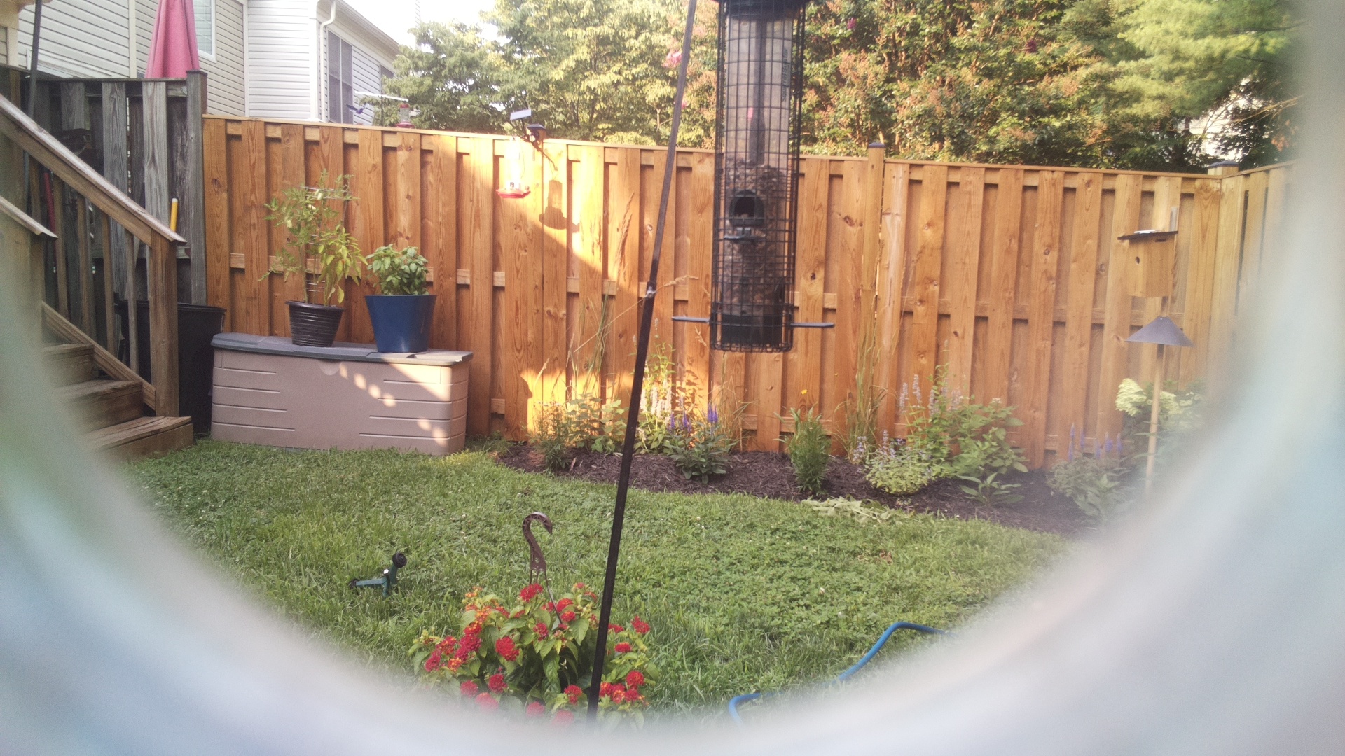 Common Grackle