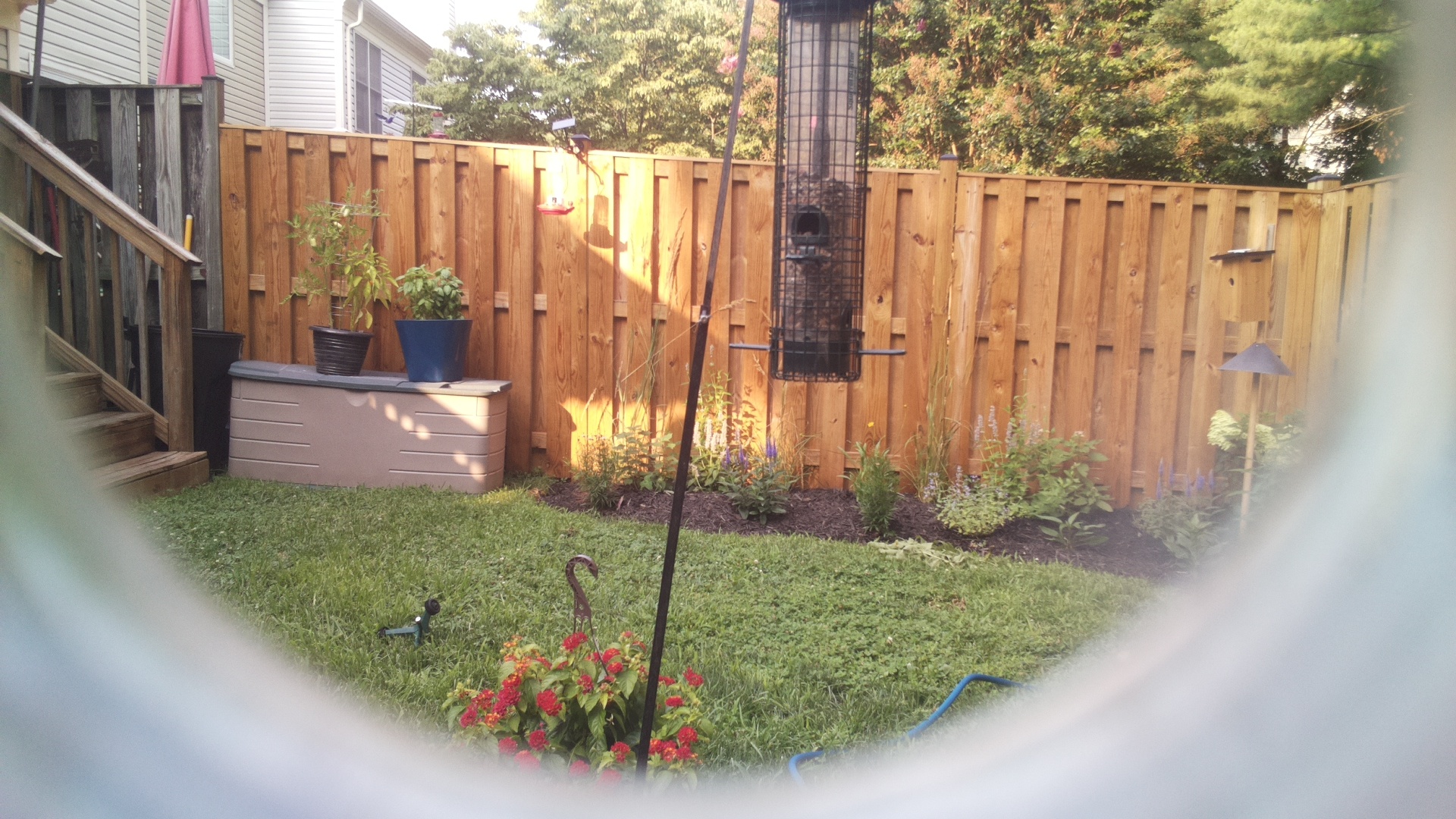 Likely Blackbird/Grackle