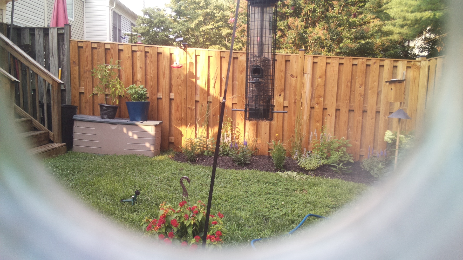 Likely Blackbird/Grackle