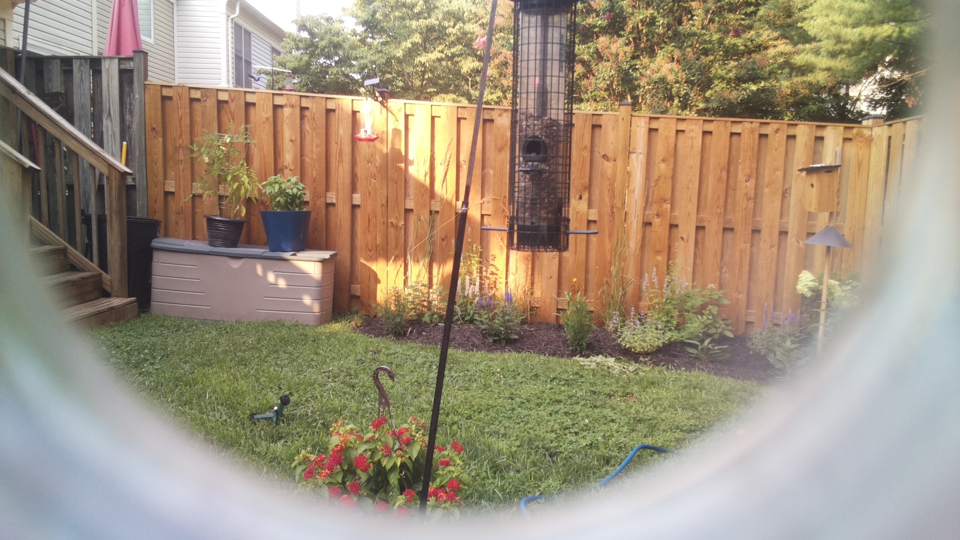 Likely Blackbird/Grackle