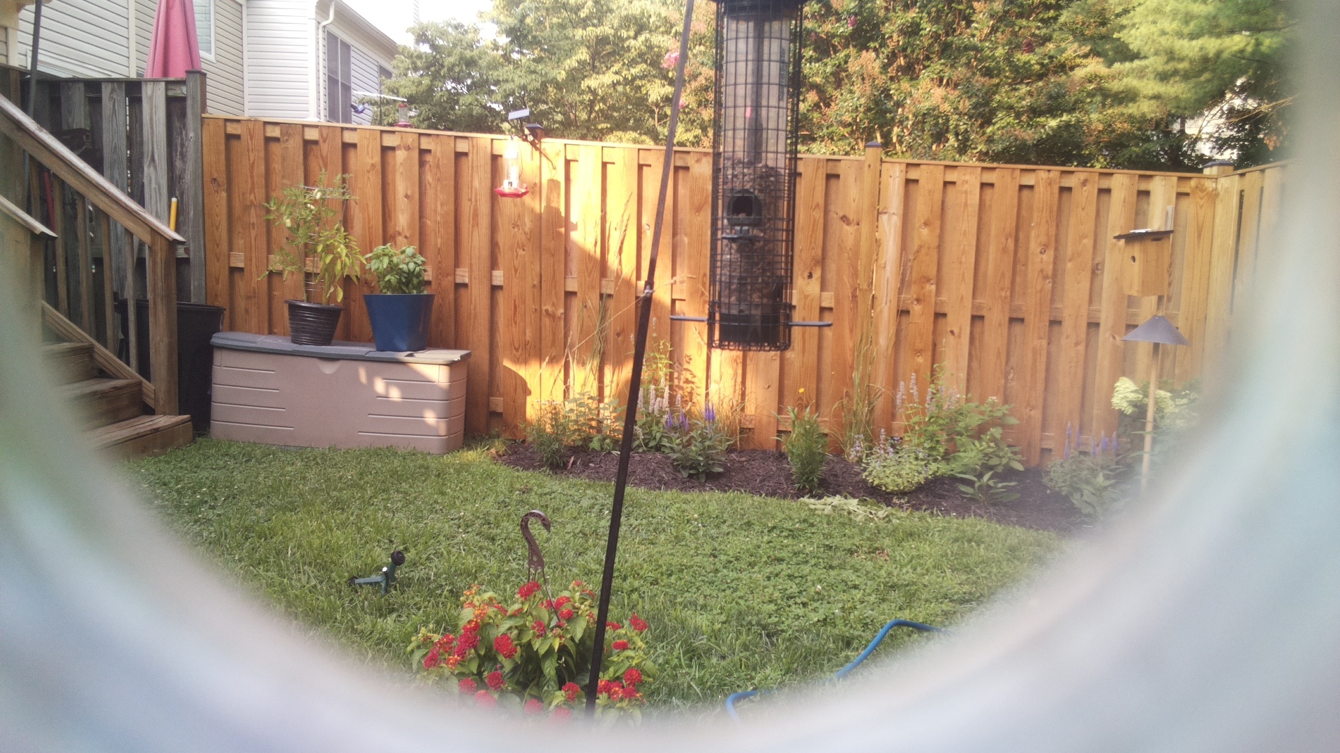 Likely Blackbird/Grackle
