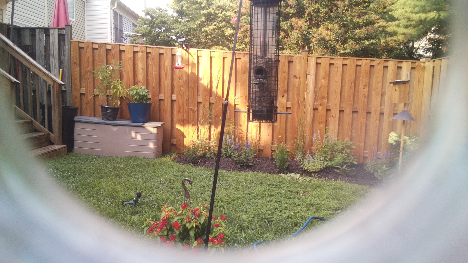 Likely Blackbird/Grackle